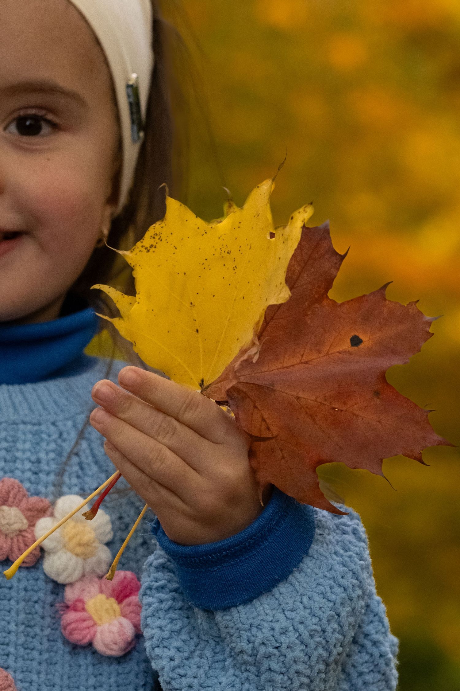 Young girl in blue sweater holding colorful autumn maple leaves outdoors.