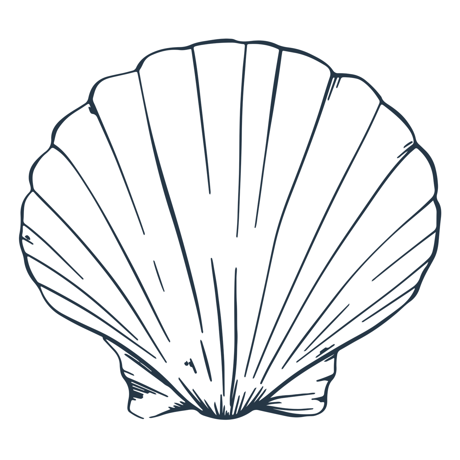 Detailed line art illustration of a scallop seashell on a white background.