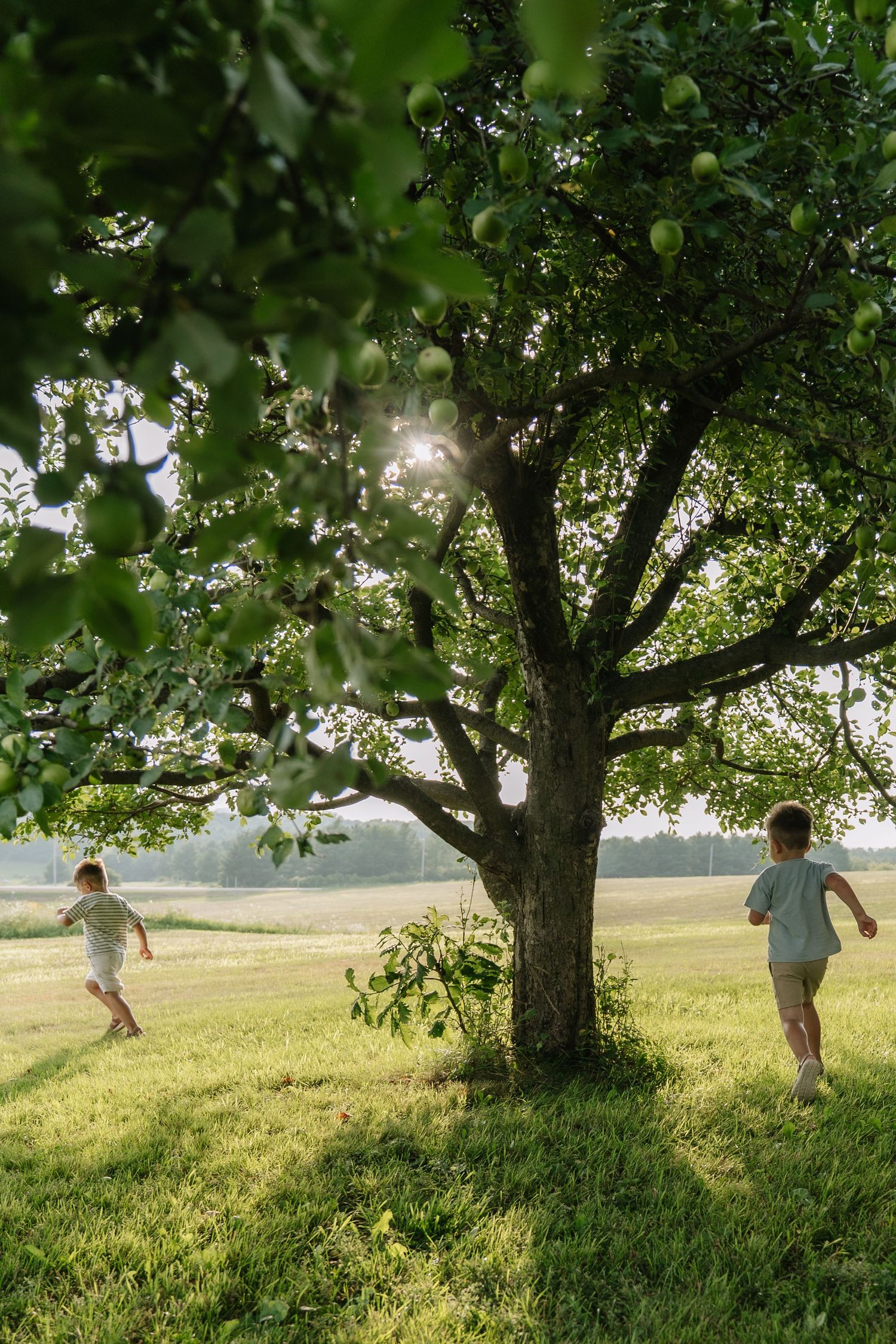 Two children running around a large green tree in a sunlit meadow on a warm summer day.
