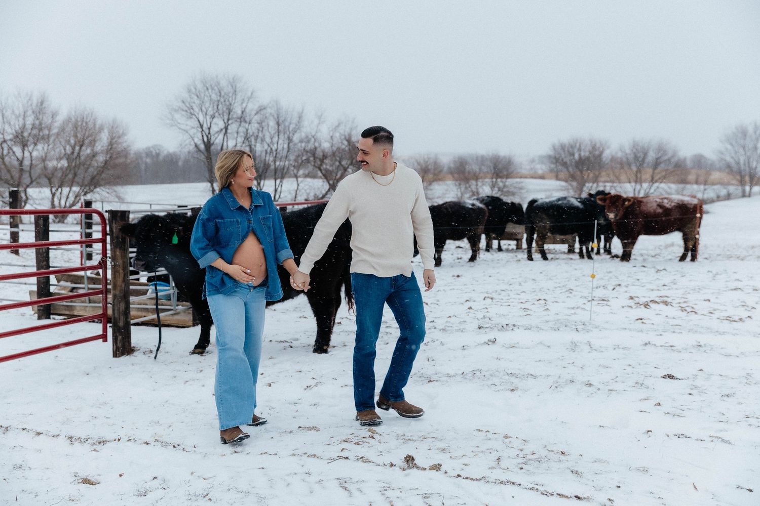 Expecting couple walks hand in hand past red fence with cattle herd in snowy farm field.