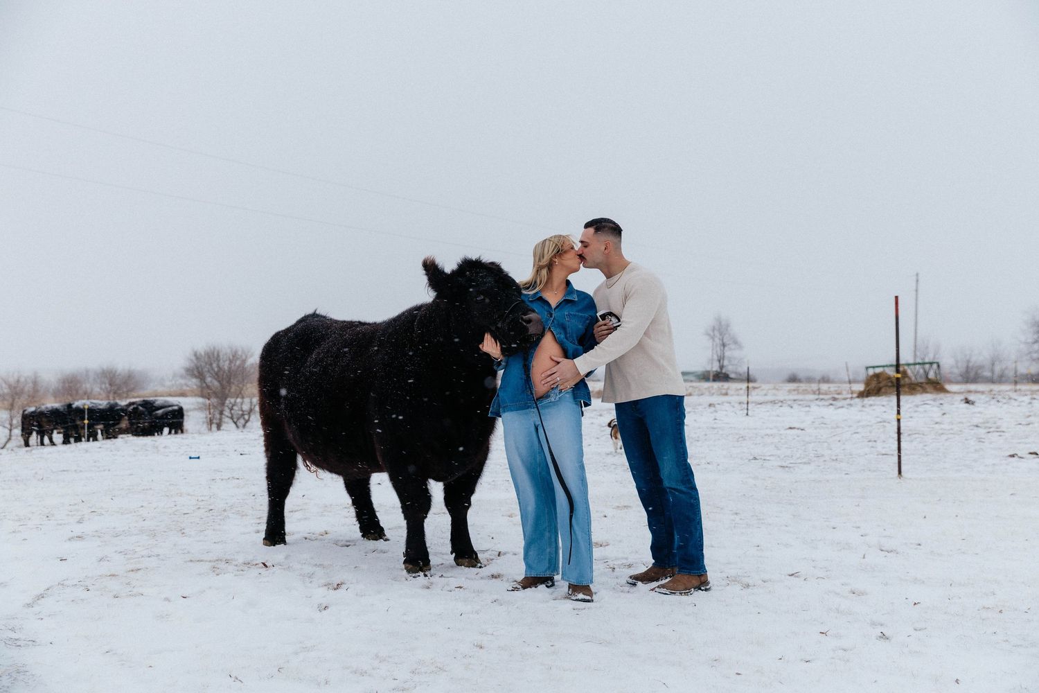 Expecting couple kisses beside black cow during snowy winter farm maternity photoshoot.