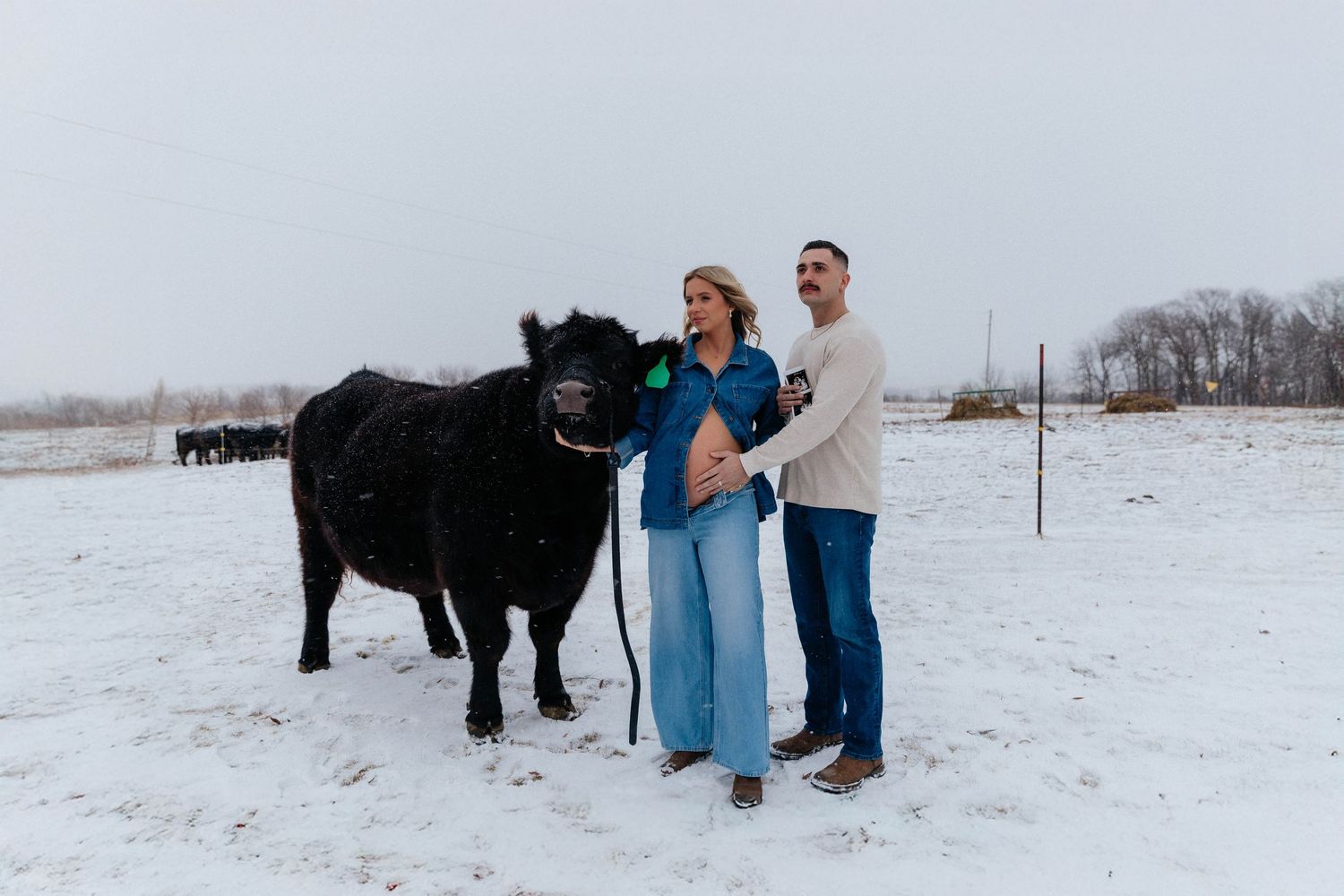 Expecting couple poses with black cow in snowy farm field during winter maternity session.