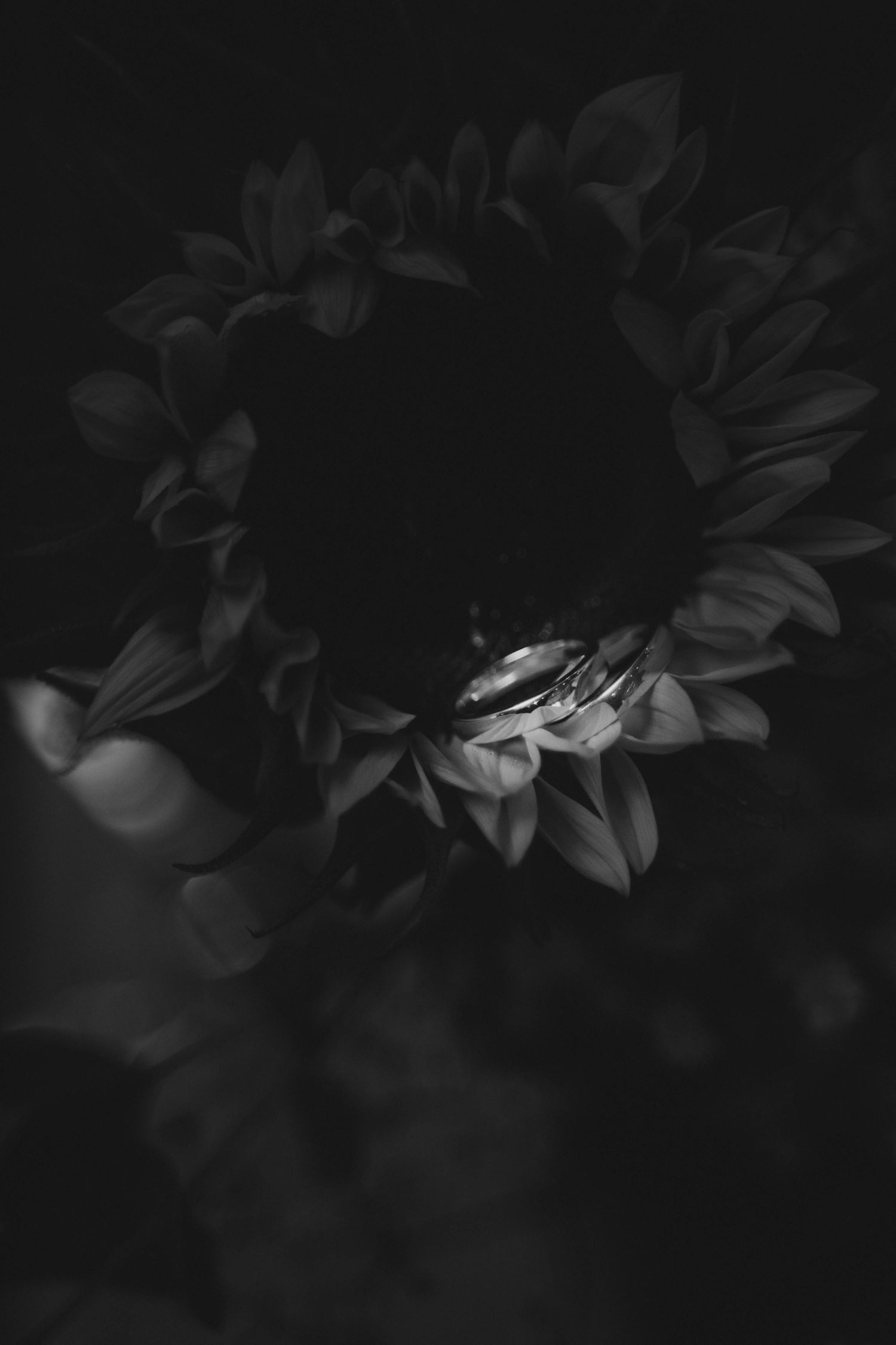 Black and white photo of wedding rings resting on a sunflower held by hand.