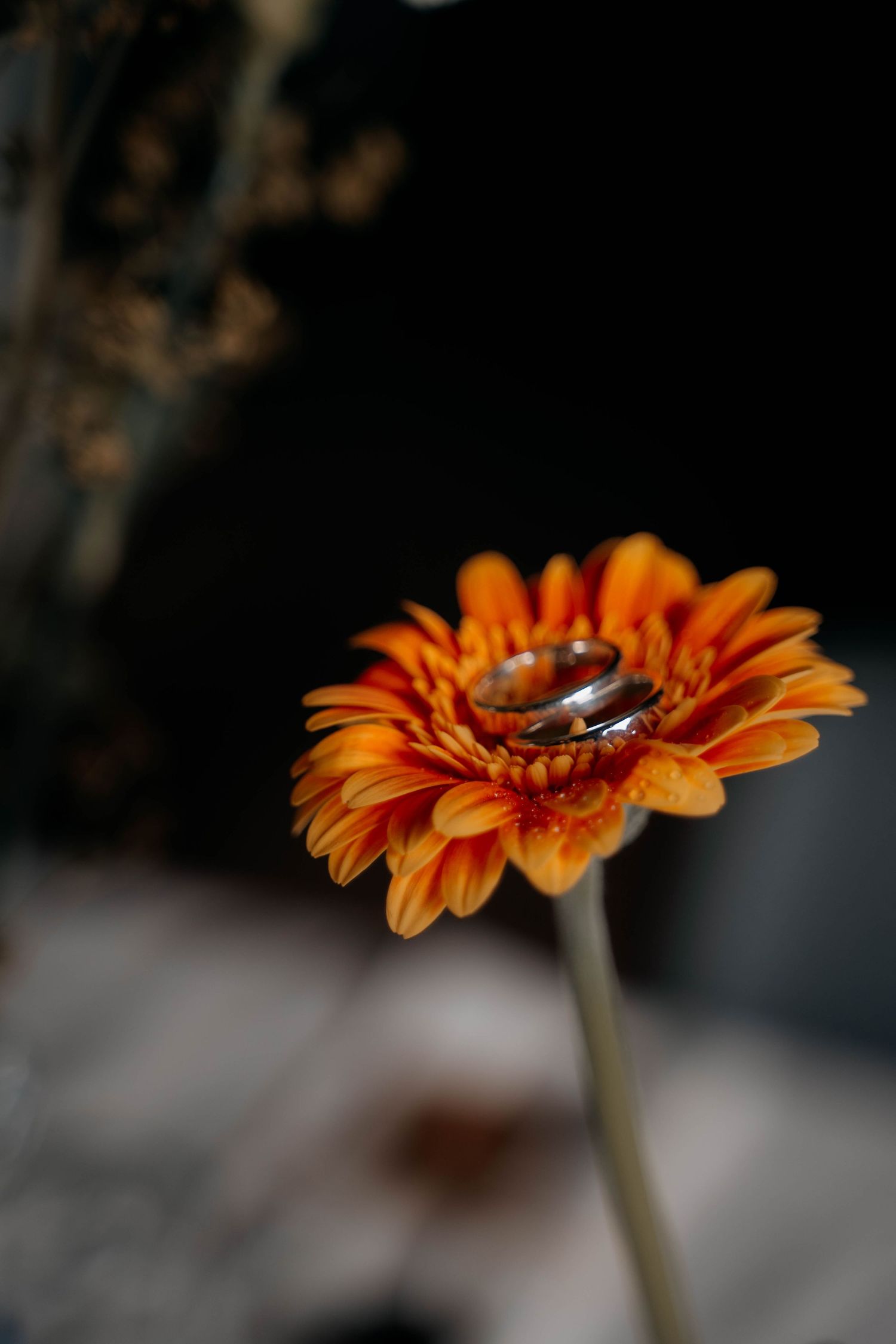 Two silver wedding rings resting on a vibrant orange gerbera daisy against a dark background.