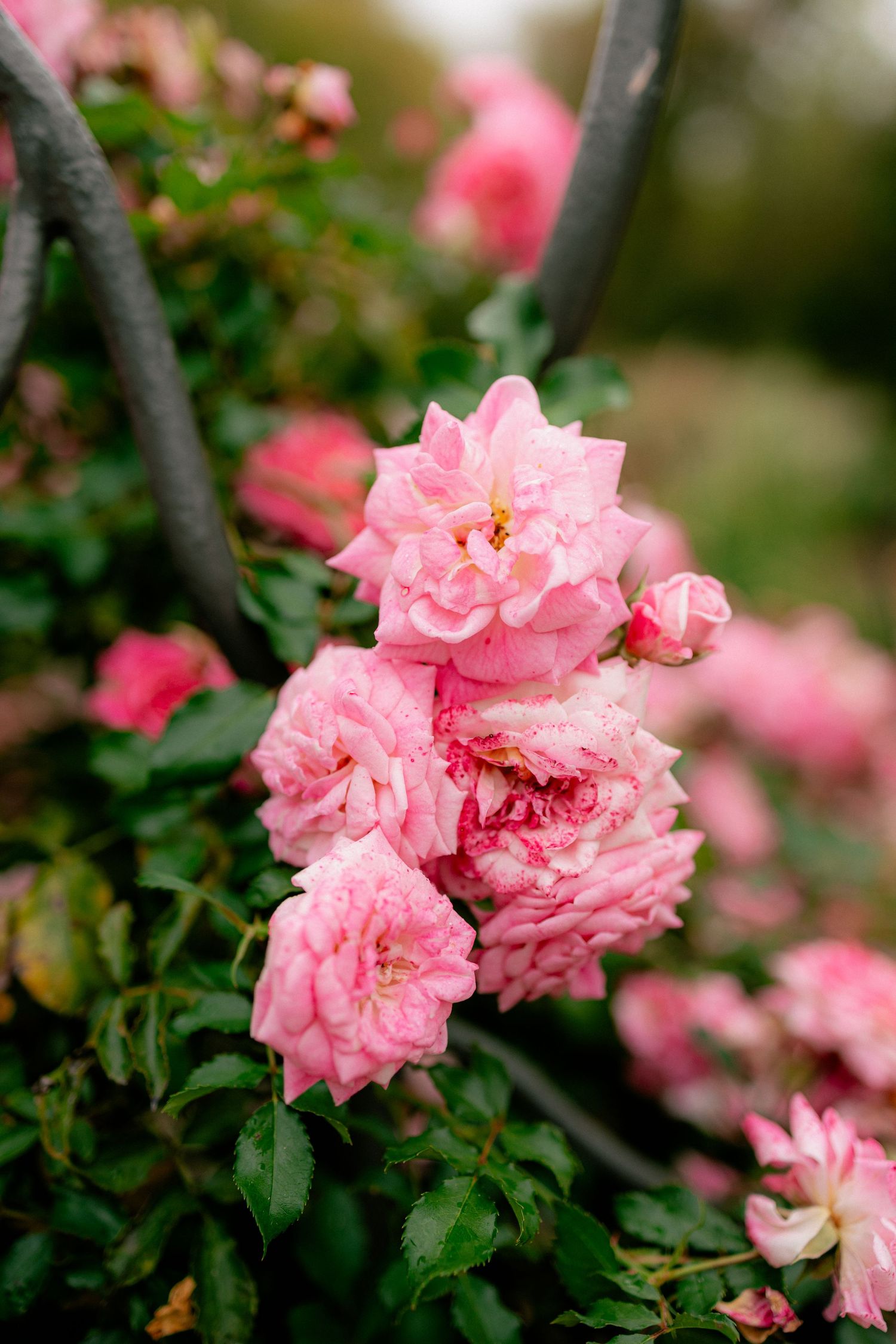 Cluster of delicate pink roses blooming on a bush with lush green leaves in a garden.