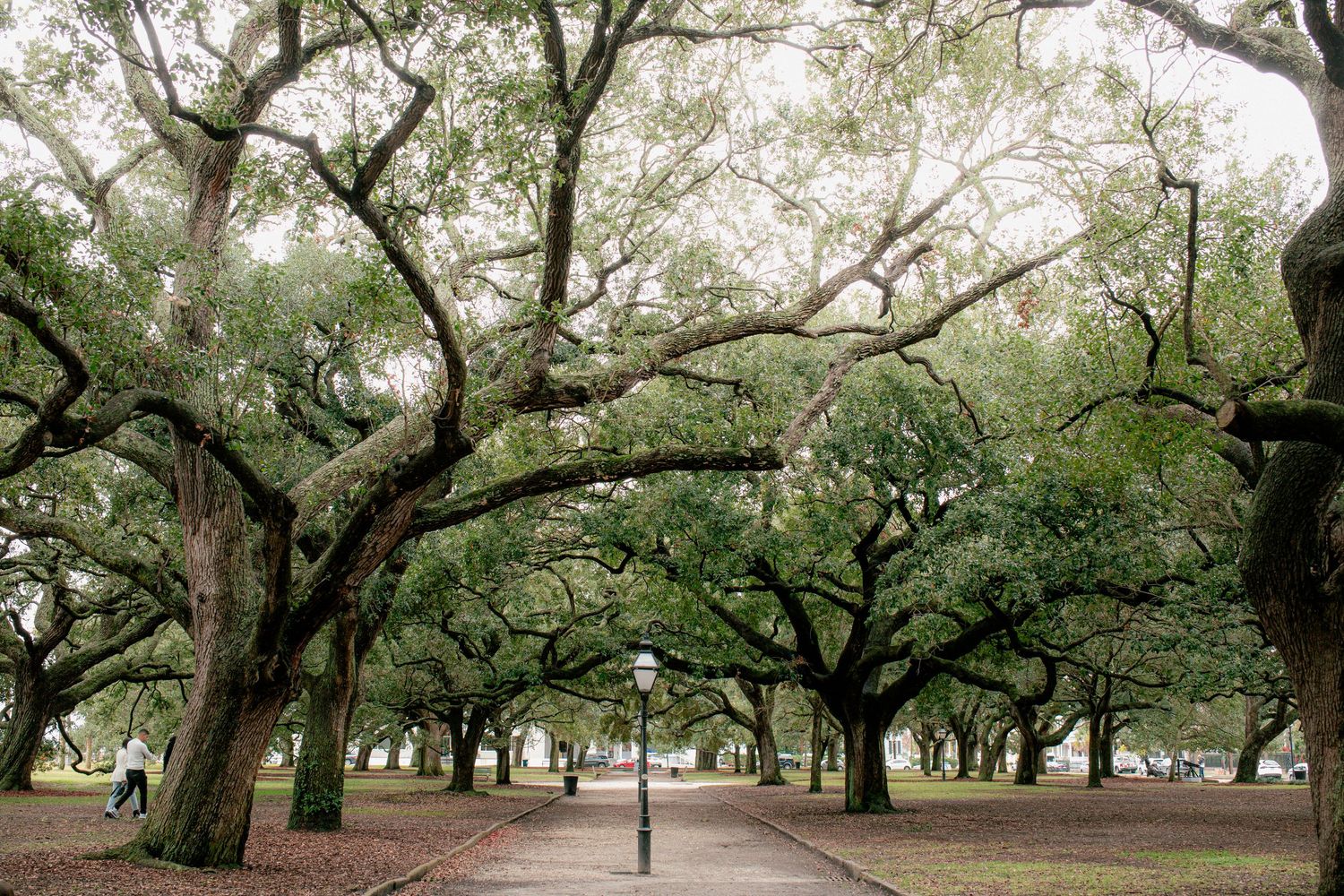 A tree-lined pathway in White Point Garden in SC with large sprawling oak trees creating a canopy over the walkway.
