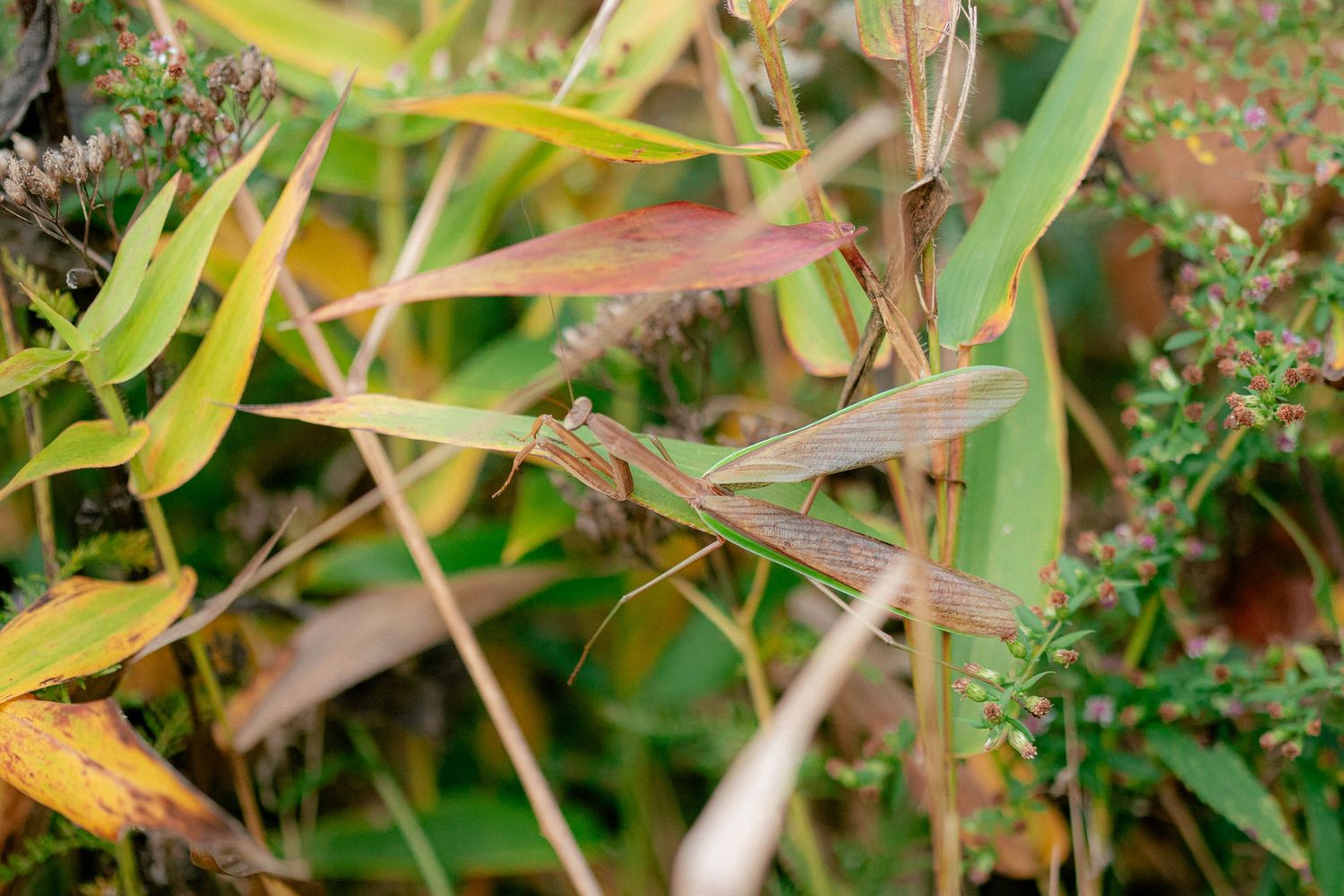 A well-camouflaged praying mantis resting among colorful autumn leaves and green foliage in nature.