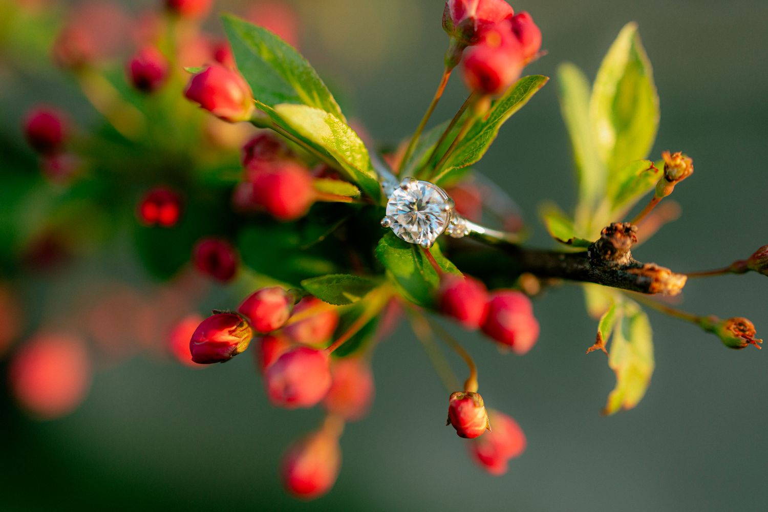 Diamond solitaire engagement ring displayed on a branch among red flower buds in soft natural light.