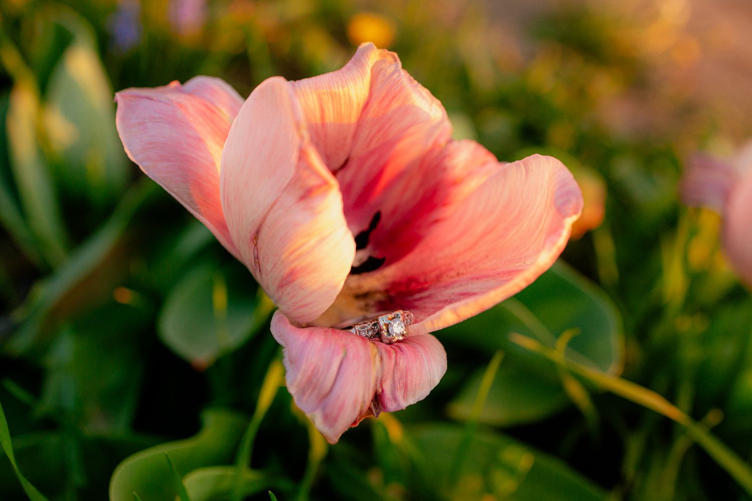 Diamond engagement ring nestled inside a blooming pink tulip flower in a garden at sunset.