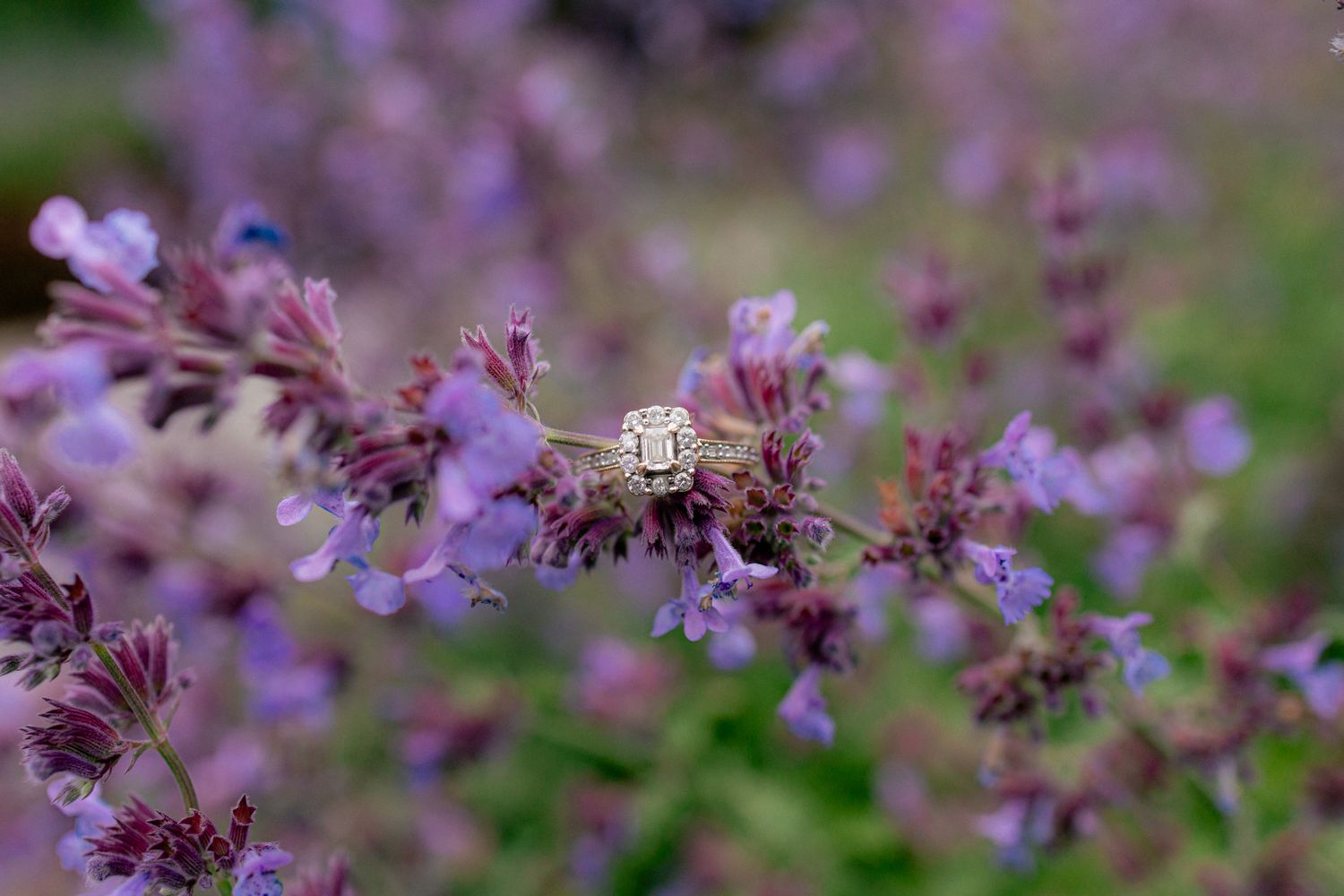 Close-up of elegant diamond engagement ring resting on purple lavender flowers in a garden.