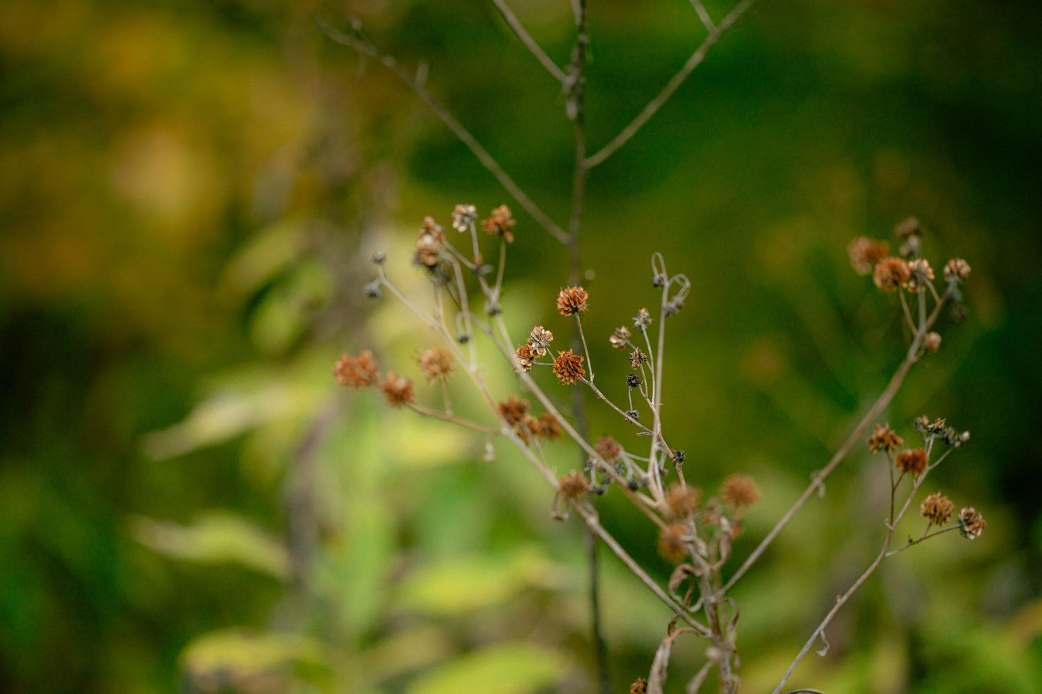 Close-up of dried wildflowers with small red seed heads on delicate branches against a blurred green background.