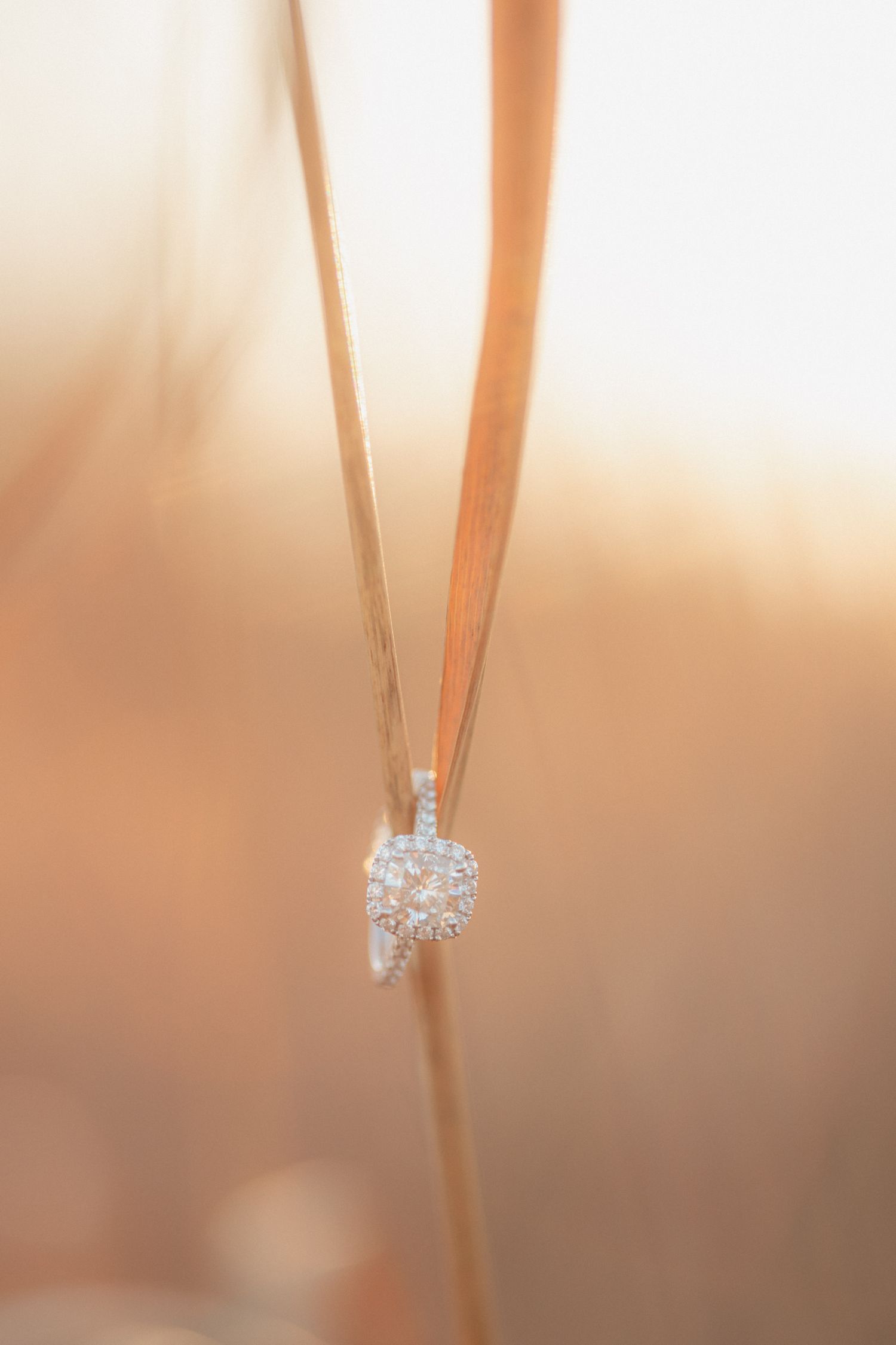 Diamond halo engagement ring balanced on dried golden grass blades in soft warm bokeh light.