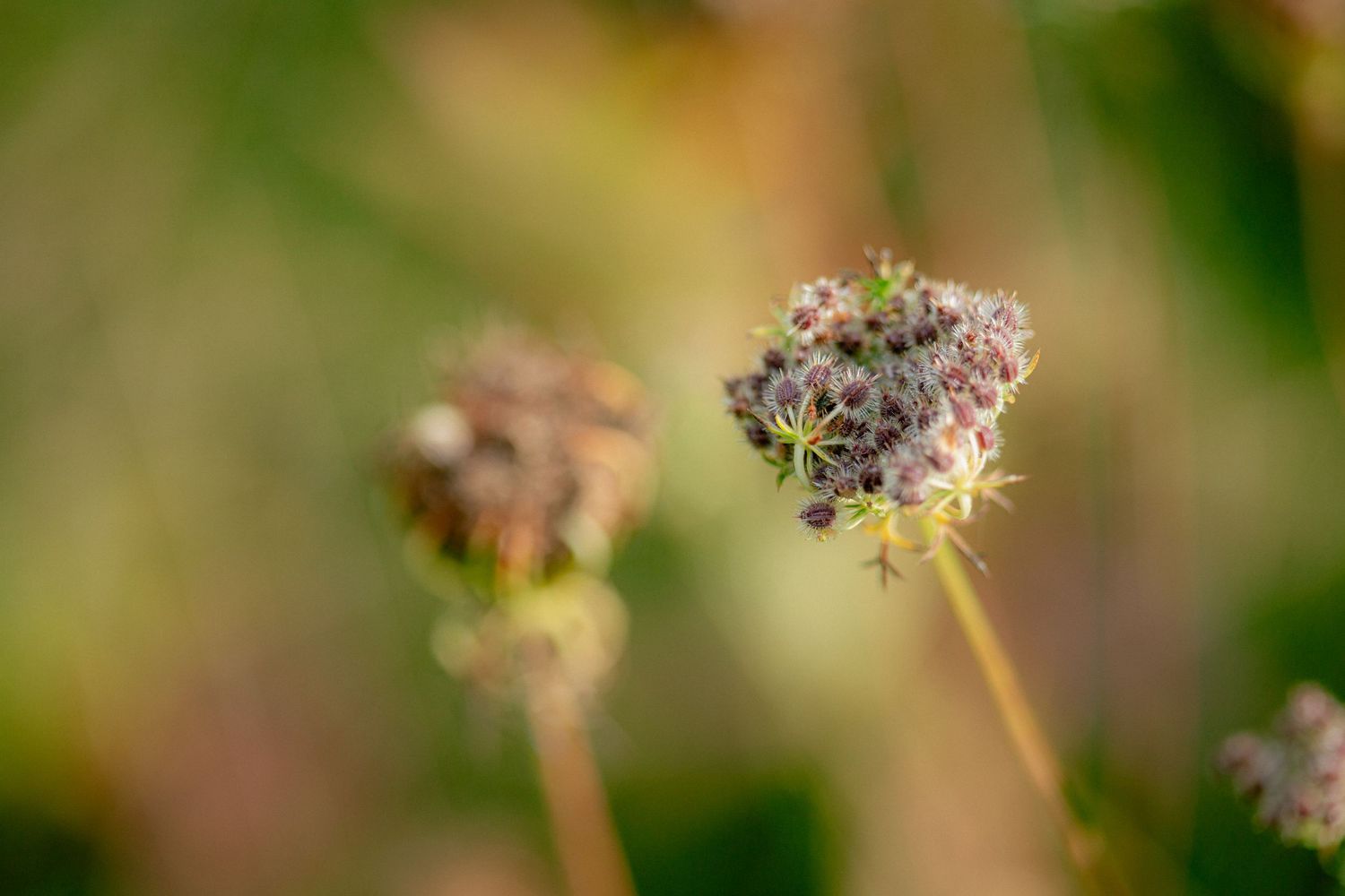 Close-up macro photography of wild dried flower seed head with soft bokeh green background.