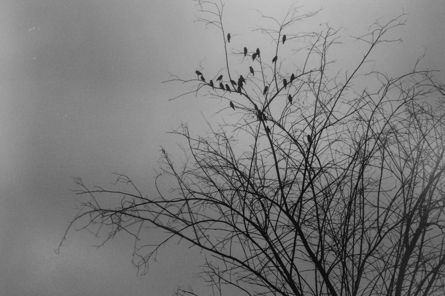 black and white silver gelatin print of a flock of birds in overcast early morning light, San Marcos, CA