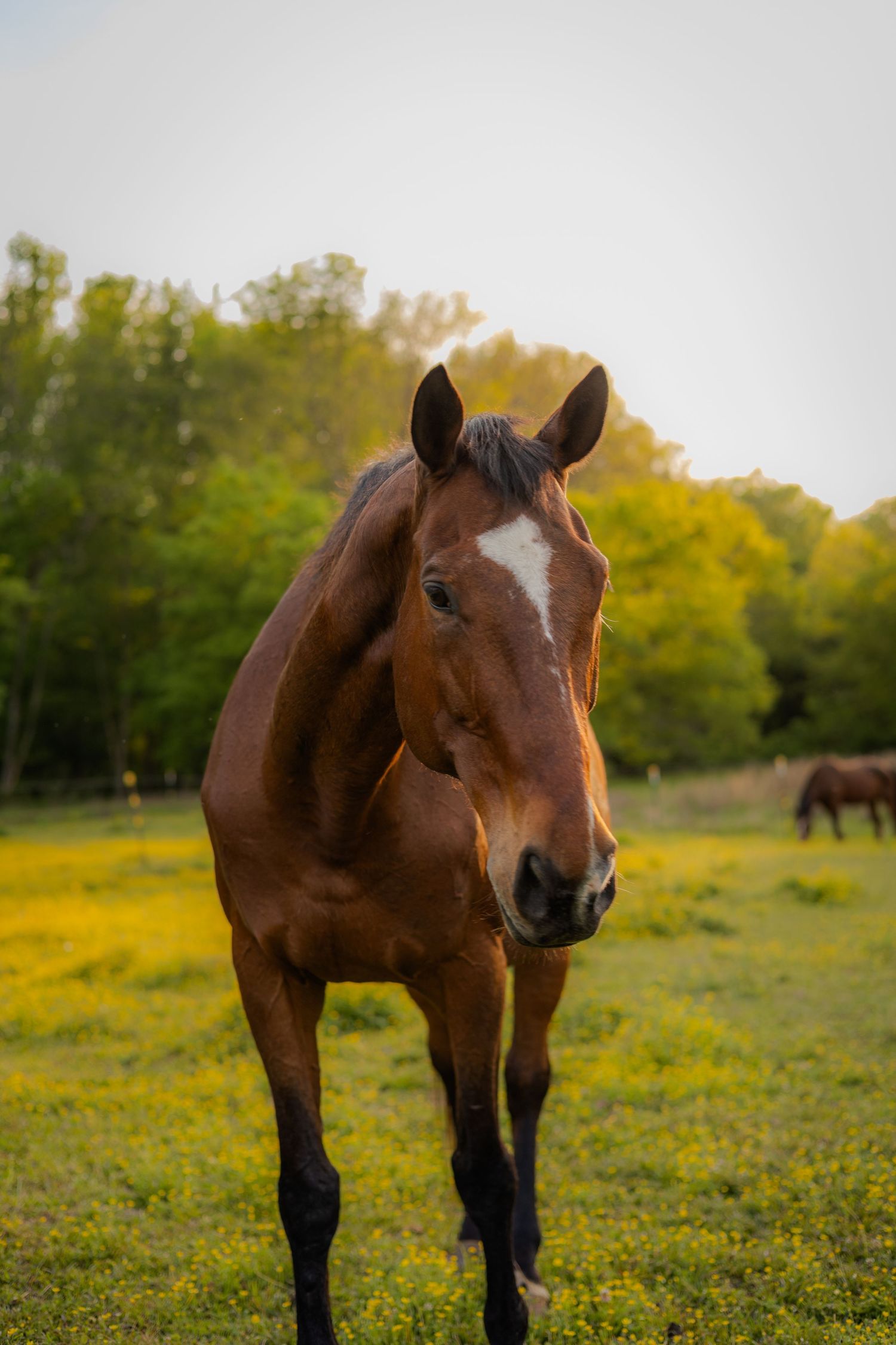 Horses & Besties