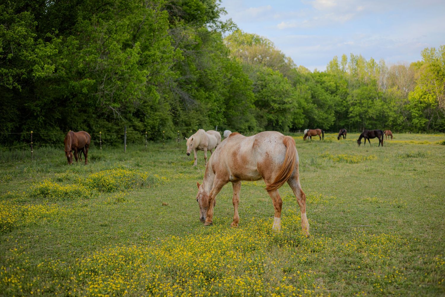 Horses & Besties