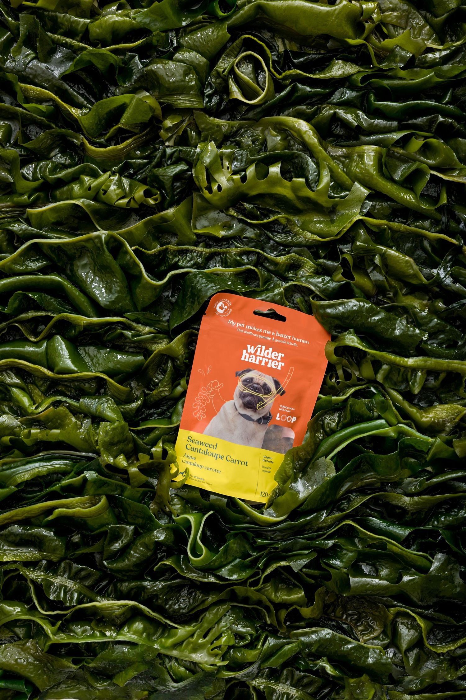 pet supplies, dog food, food styling, product styling, dog treats, pet food