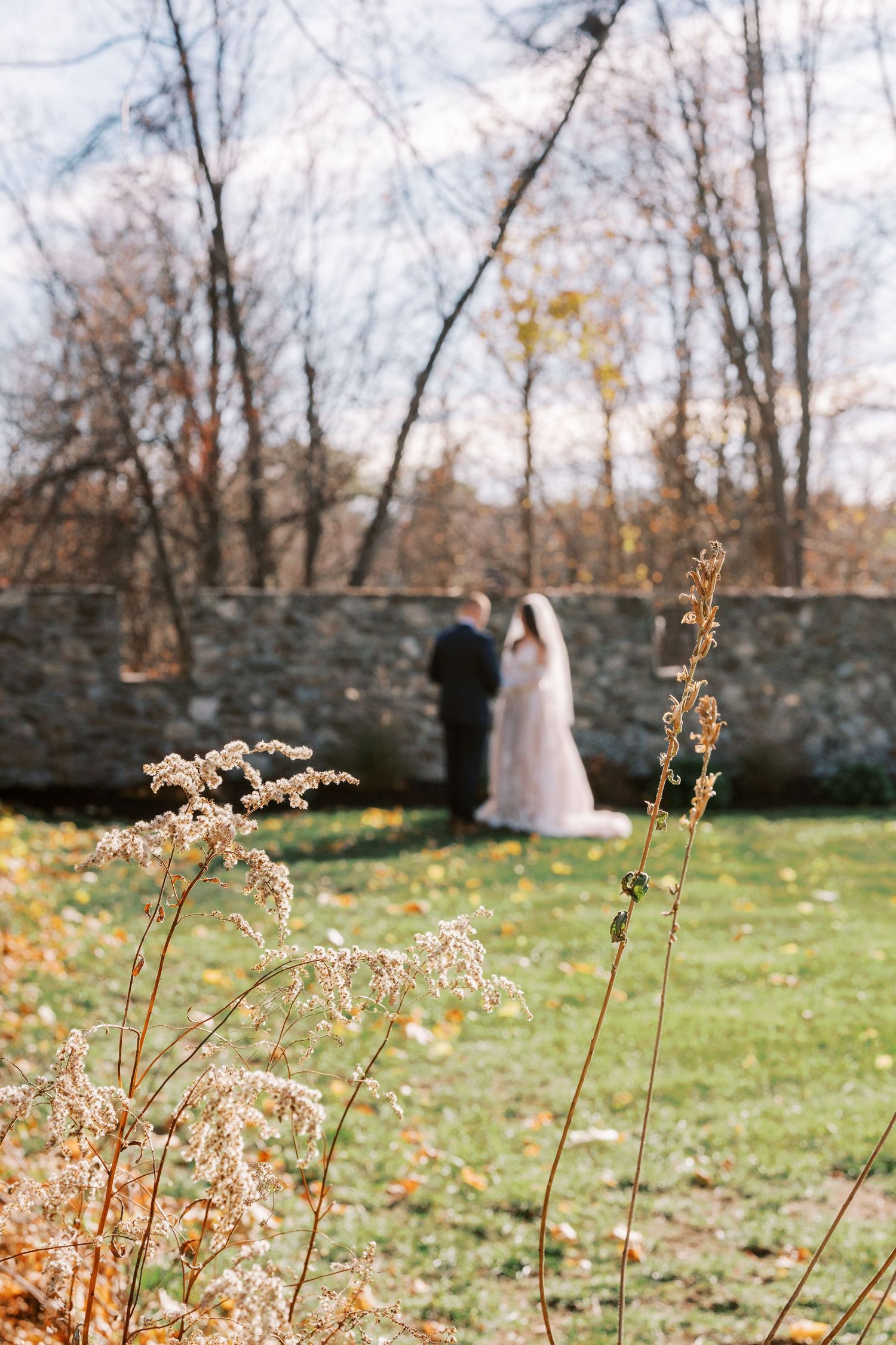 Dried wildflower stems with delicate seed heads stand against a green lawn and stone wall backdrop on an autumn day.