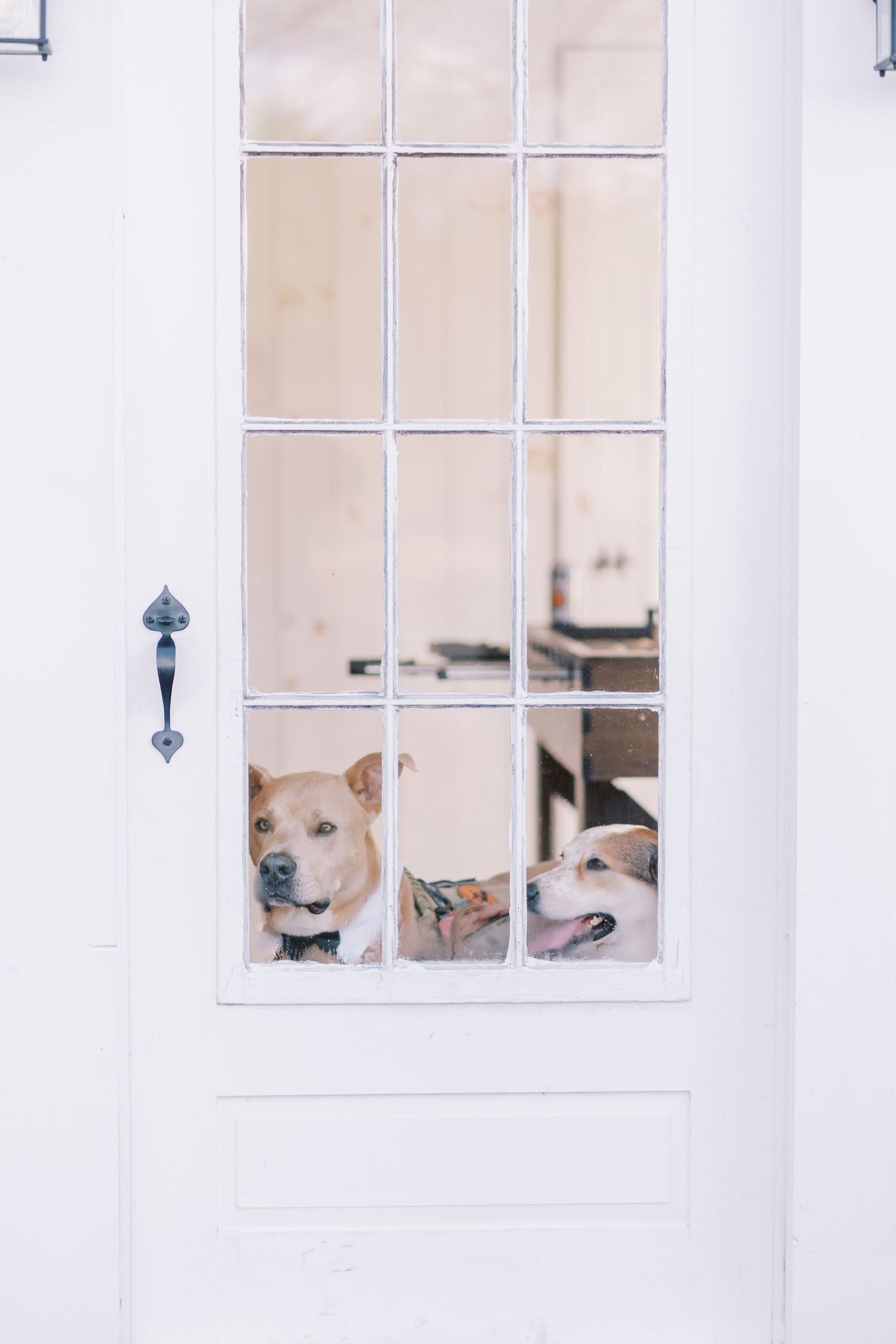 Two curious dogs peek through white window panes, creating a playful and symmetrical composition.
