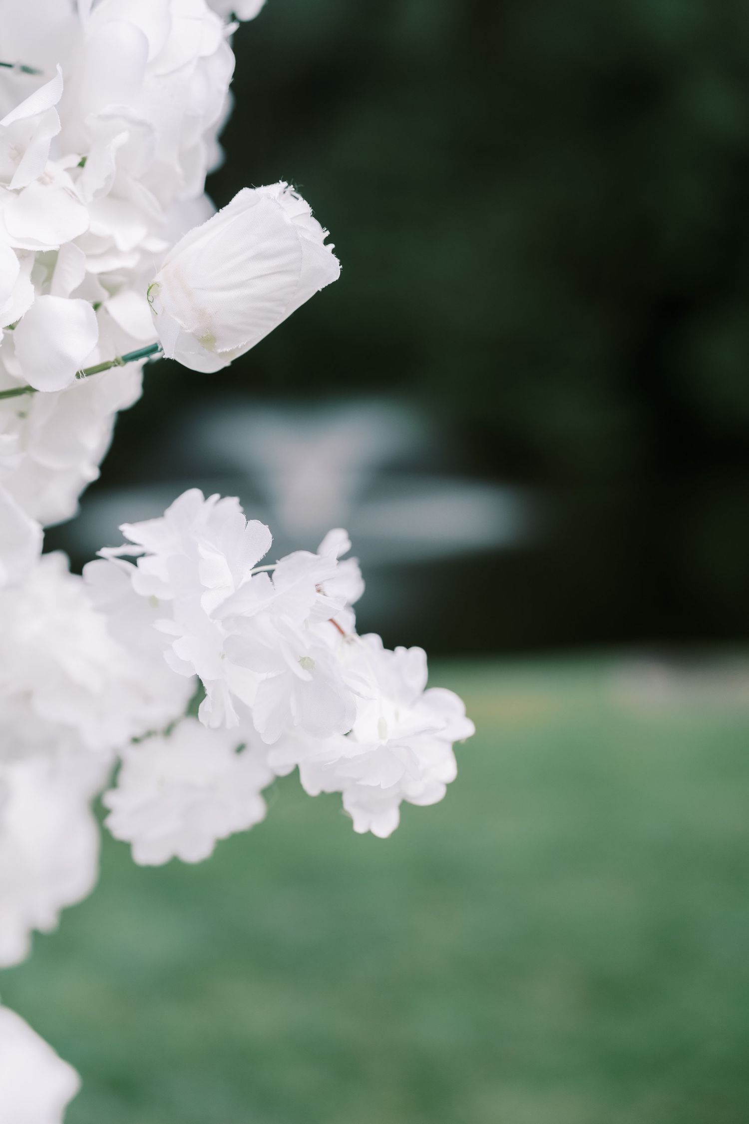 Delicate white floral blossoms in soft focus against a blurred green natural background.