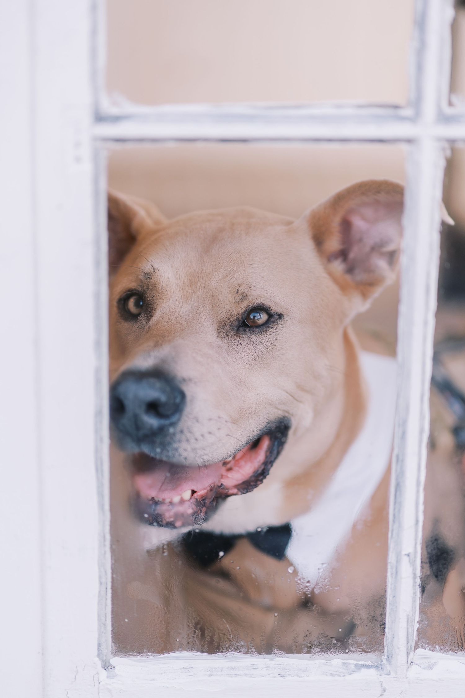 A smiling Shiba Inu dog peeks through white window panes, showing its happy expression in multiple frames.