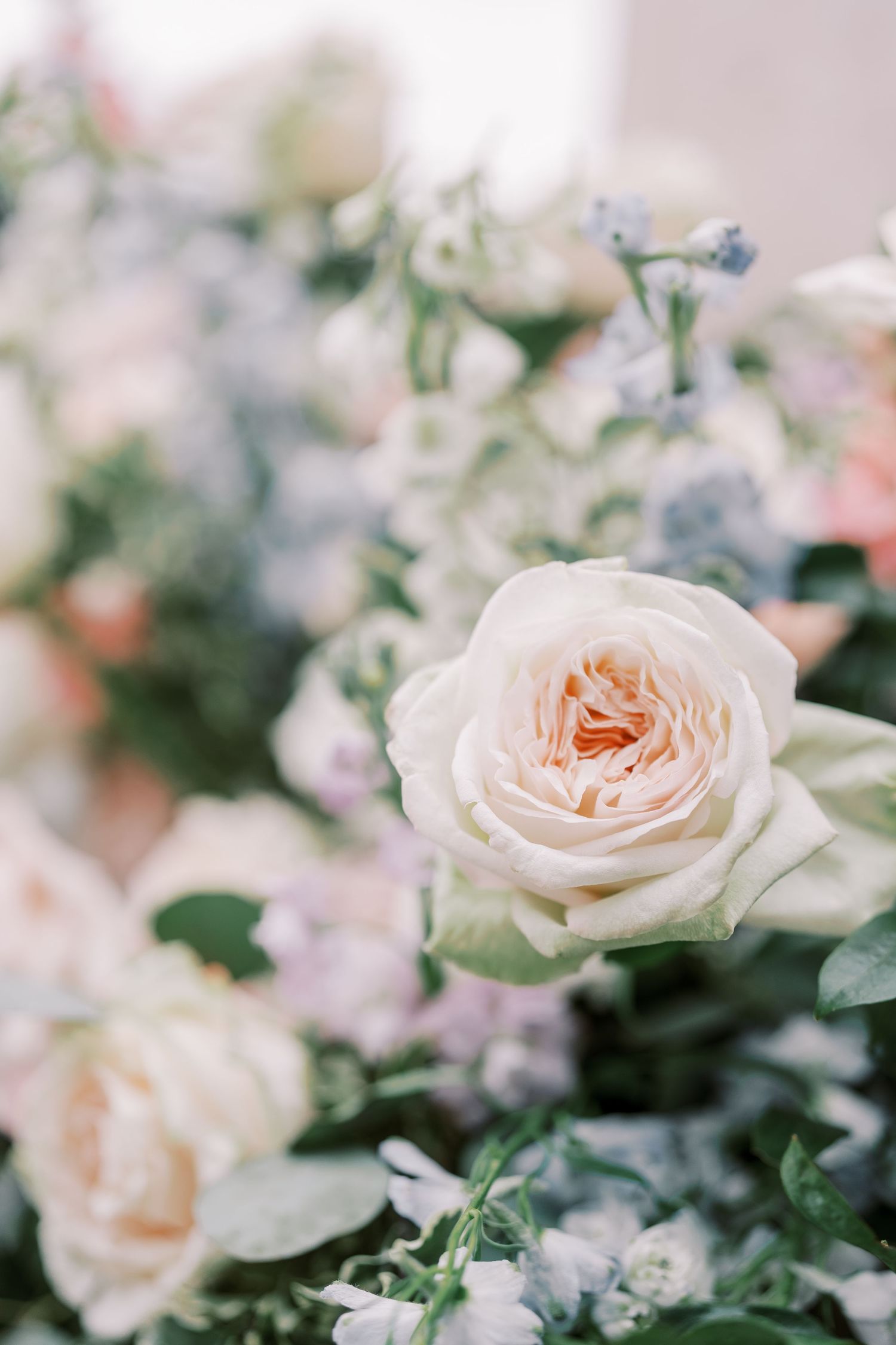 A soft peach-colored garden rose bloom with delicate petals surrounded by blurred greenery and small blue flowers.