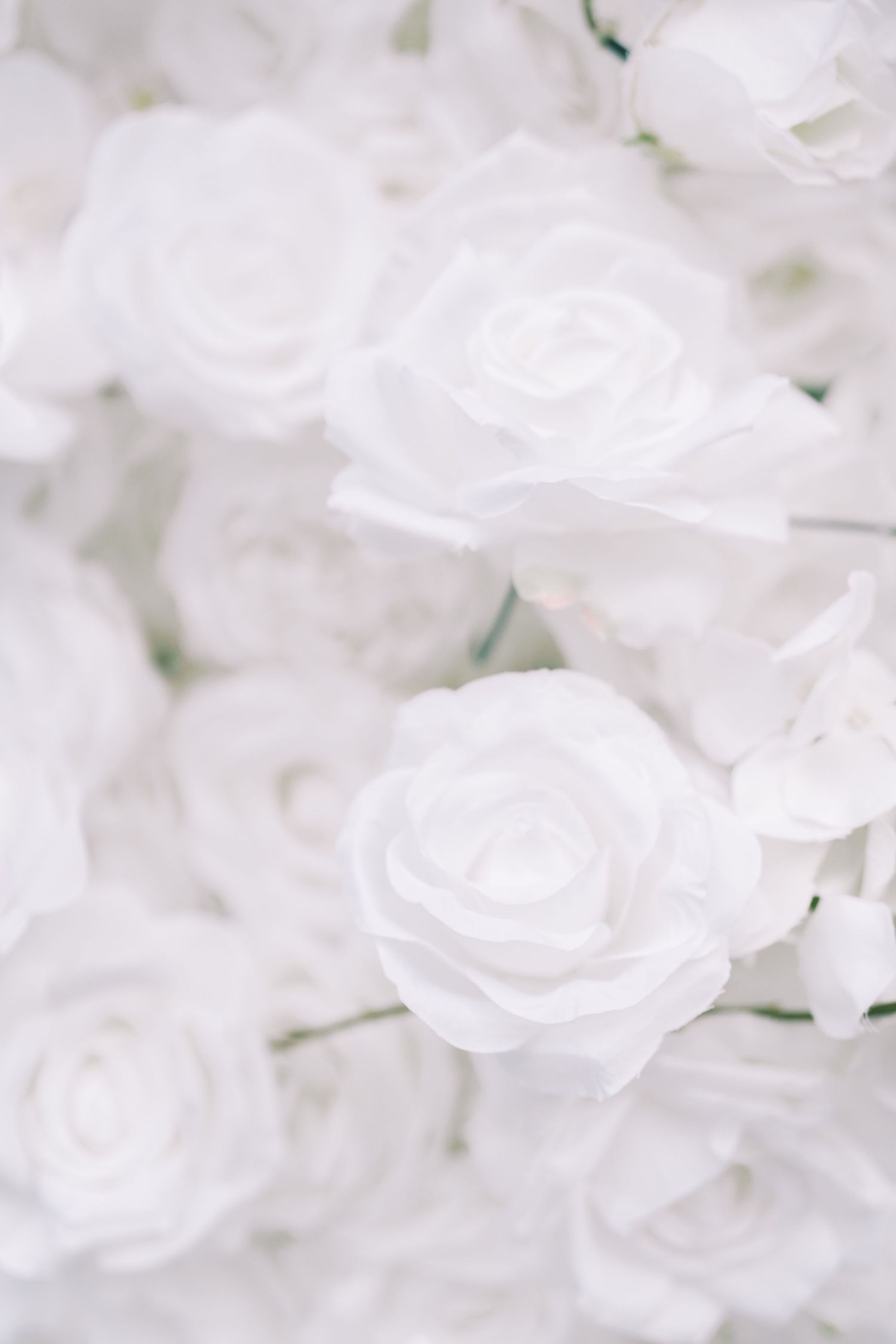 Delicate white roses in soft focus create an ethereal backdrop with overlapping petals and gentle lighting.