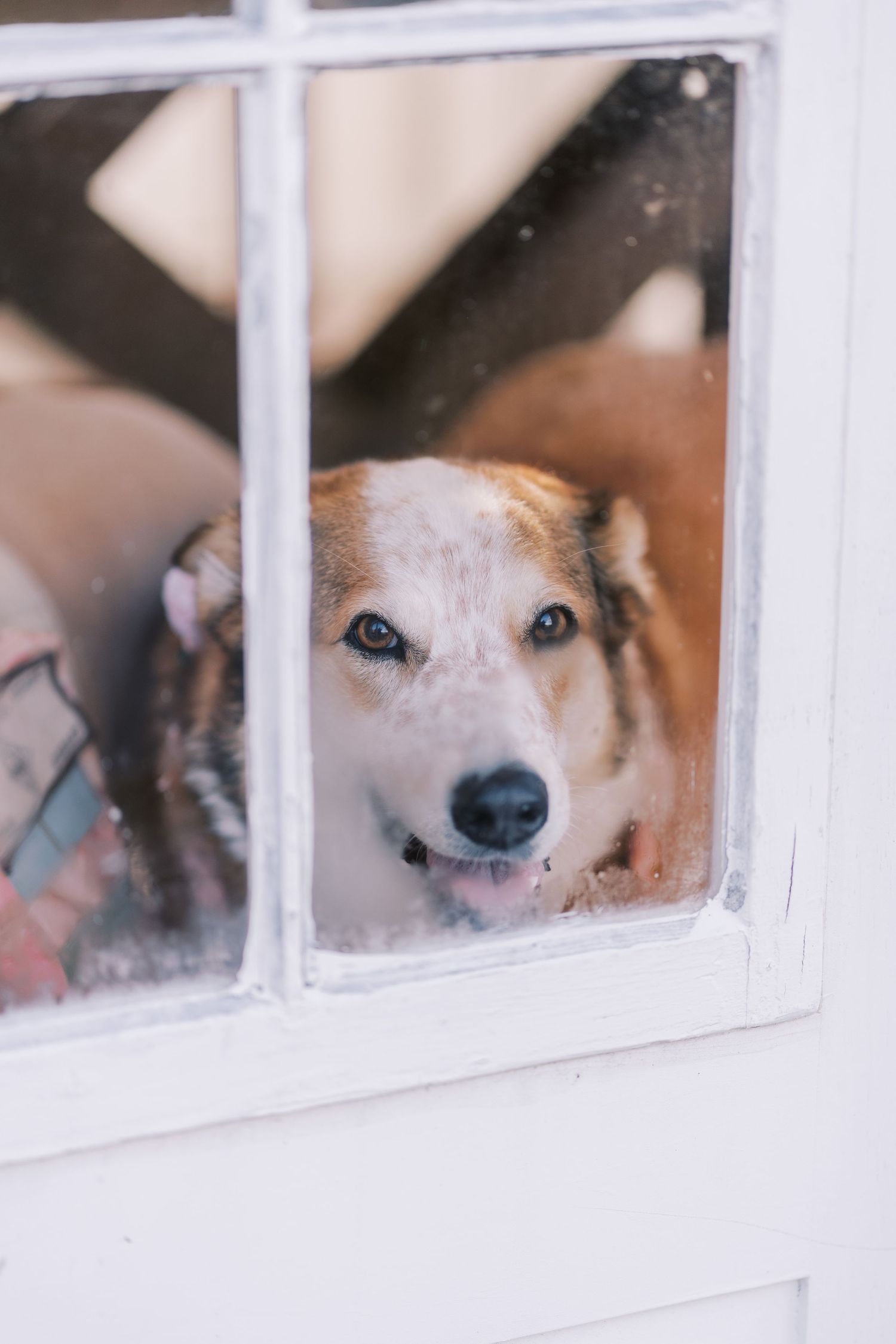 Cute dog with brown and white fur peeks through a window pane with a sweet expression on its face.