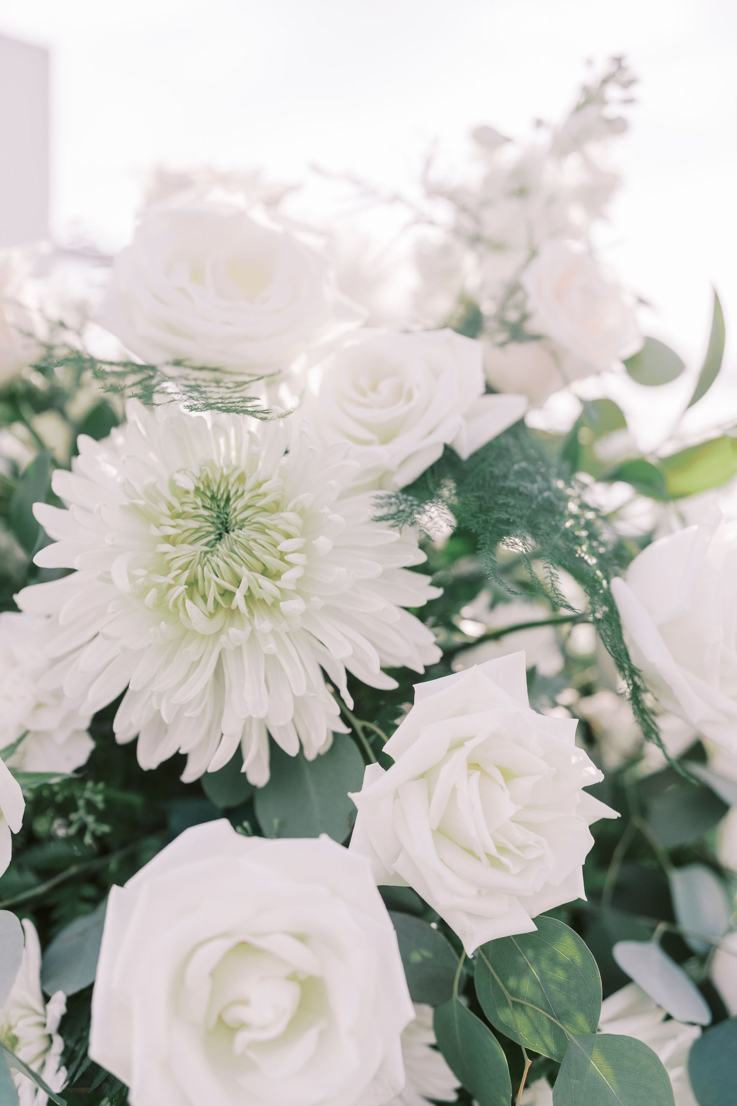 White chrysanthemums and roses in full bloom with dark green foliage create an elegant floral arrangement.