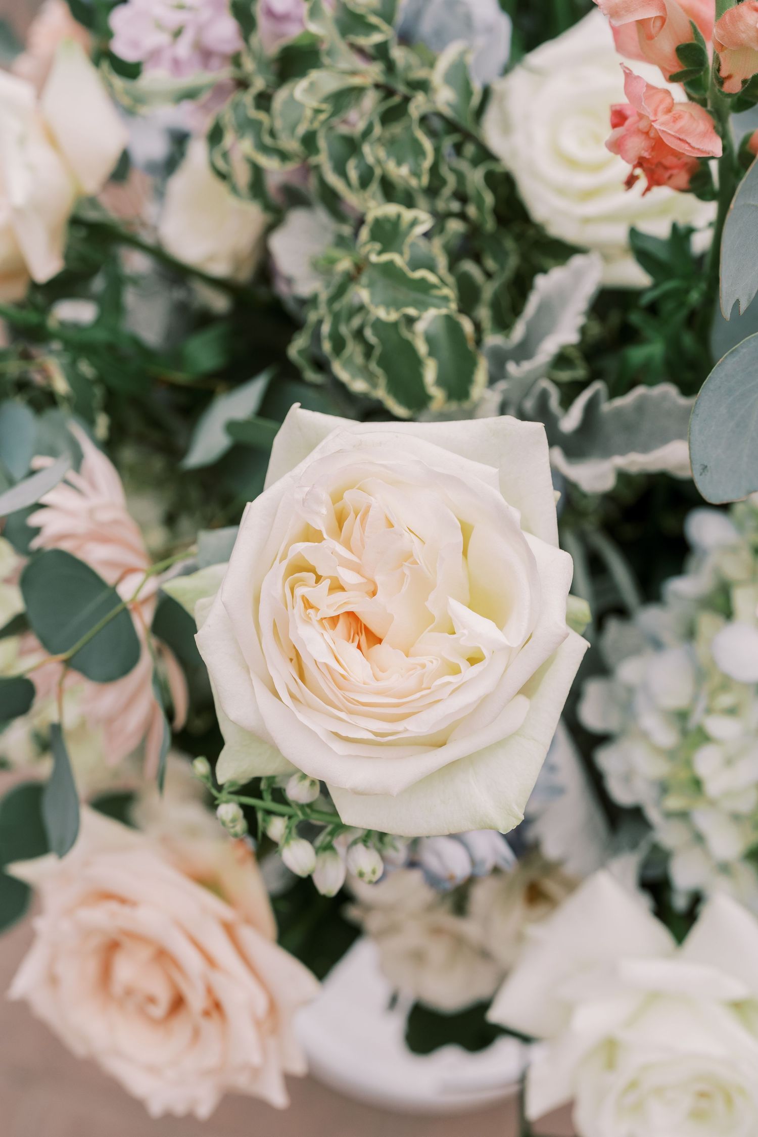 Close-up of delicate cream and blush garden roses with soft petals arranged with eucalyptus greenery in an elegant display.