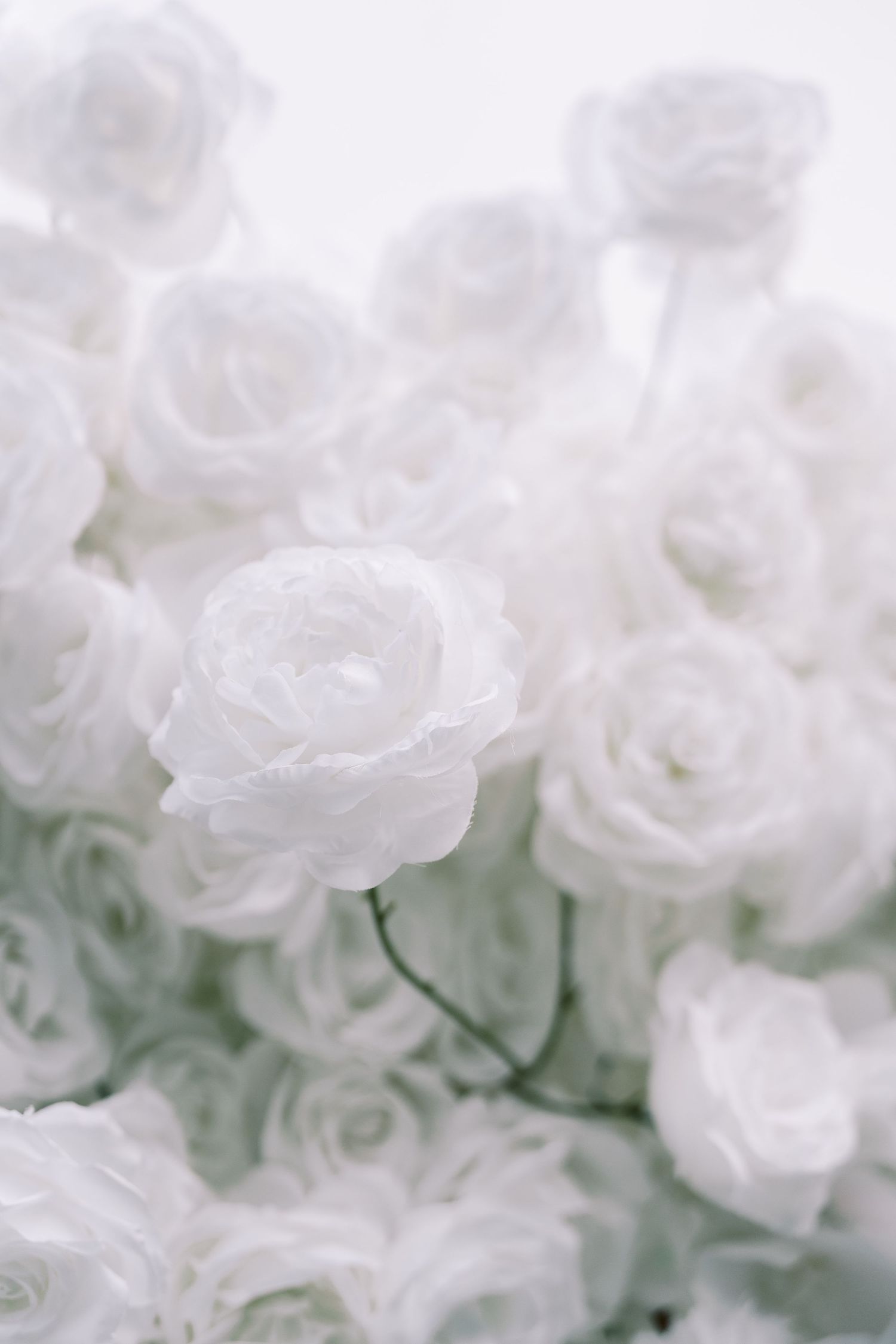 Delicate white roses create a soft, dreamy floral arrangement with a romantic feel.