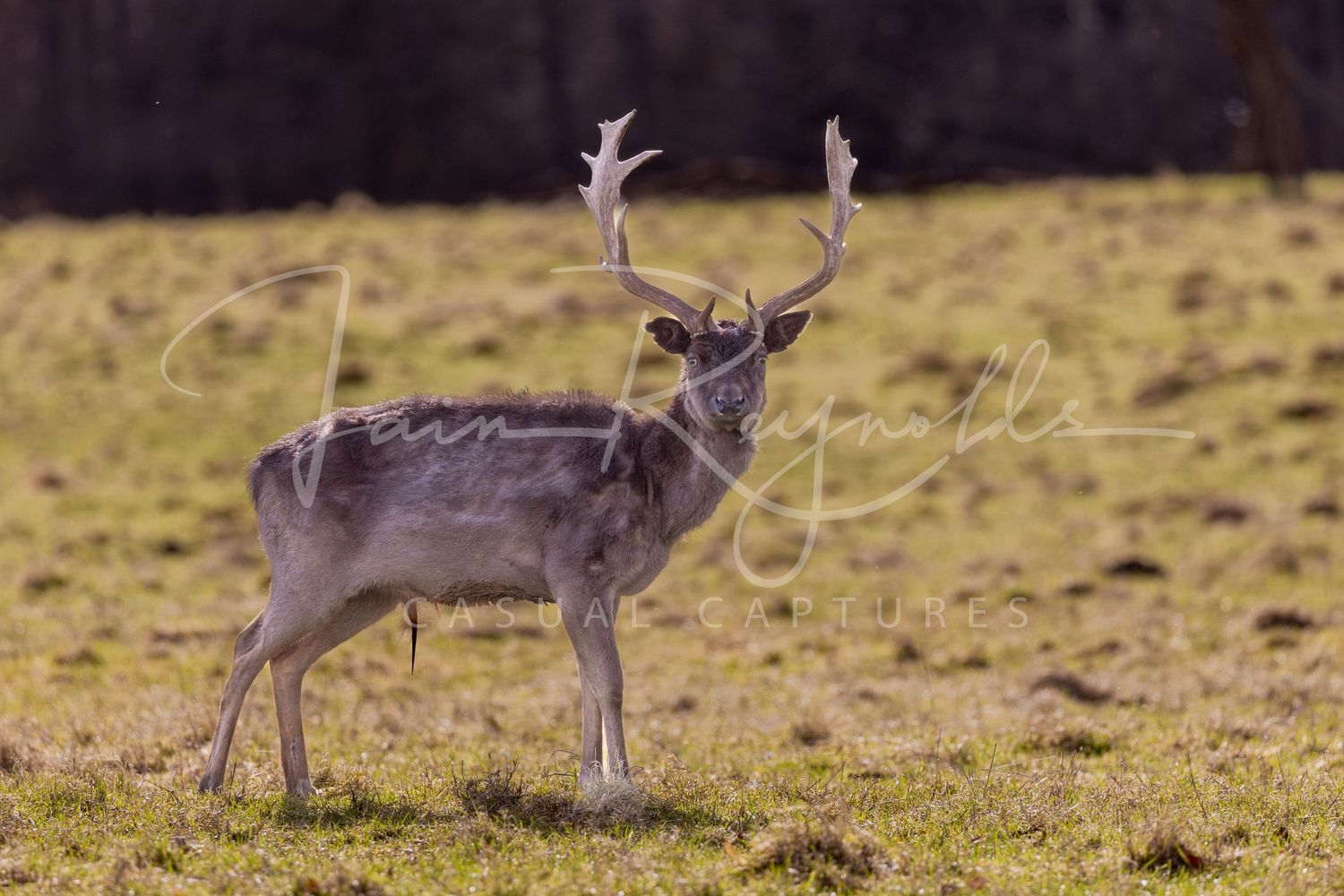 Casual Captures at Raby Castle