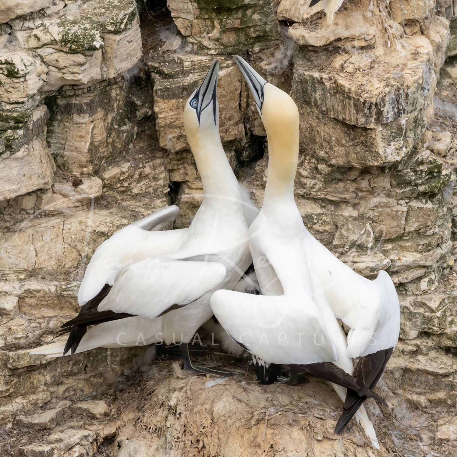 Casual Captures at Bempton Cliffs RSPB