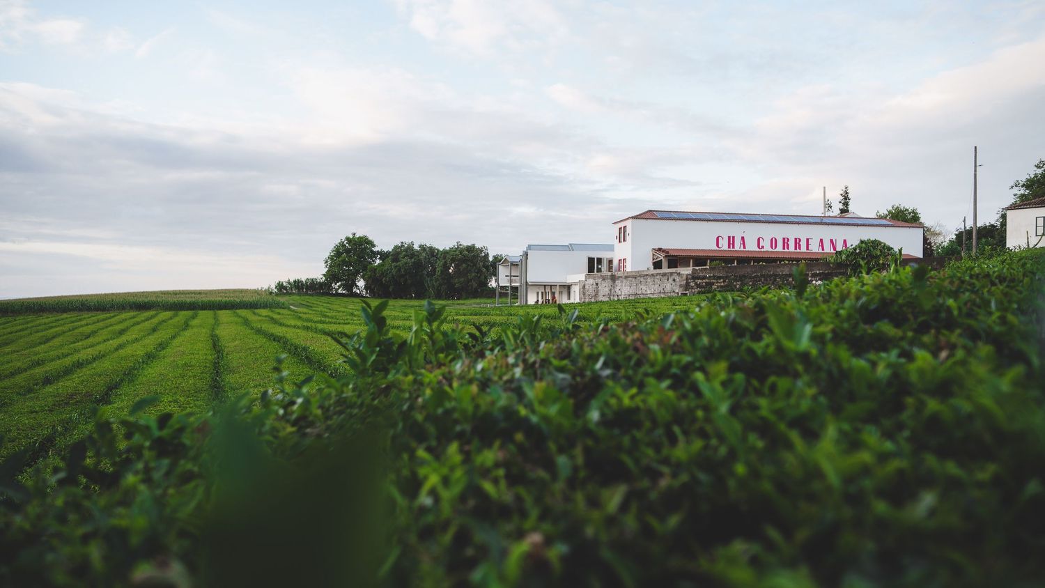 A red barn sits on the horizon beyond rows of lush green soybean fields under an overcast sky.
