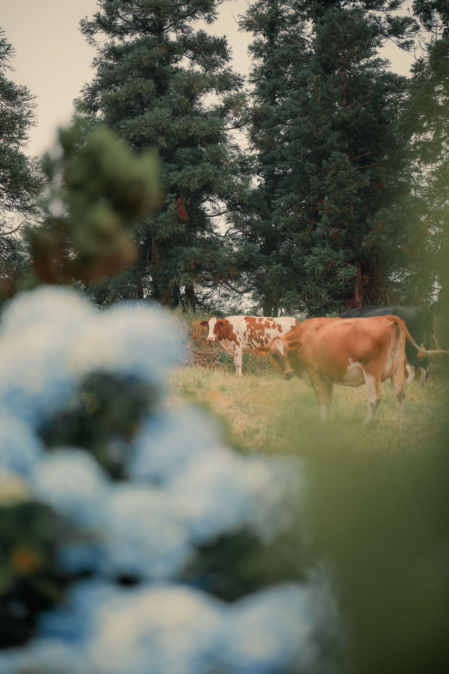 Blurry foreground vegetation frames brown horses grazing in a sunlit pasture with trees in the background.