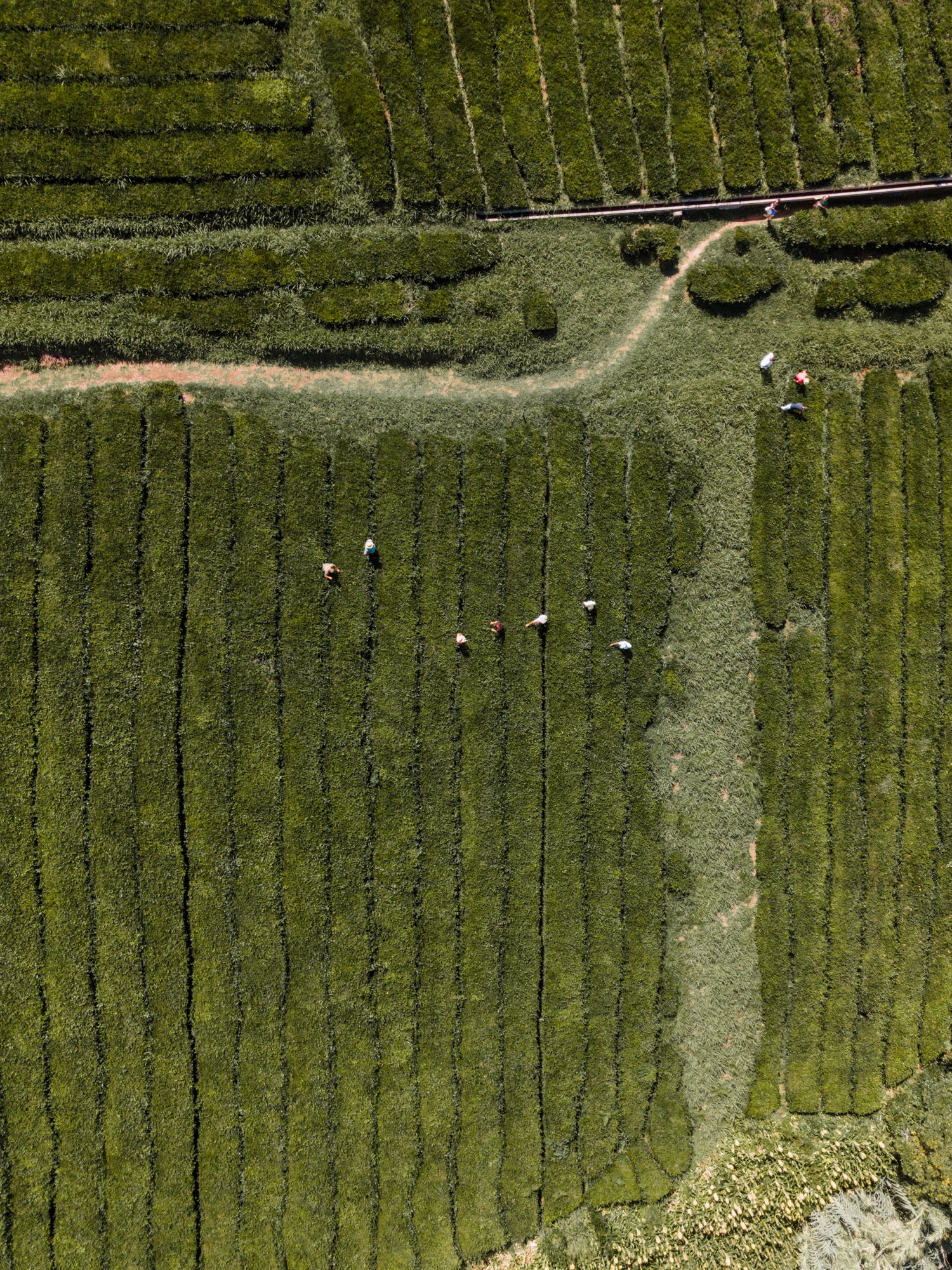 Aerial view of a tea plantation with neat green rows and workers scattered along winding paths between fields.