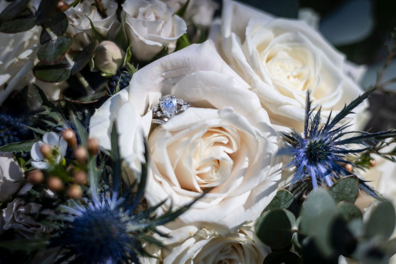 White roses and blue thistle flowers arranged in an elegant wedding bouquet with greenery.