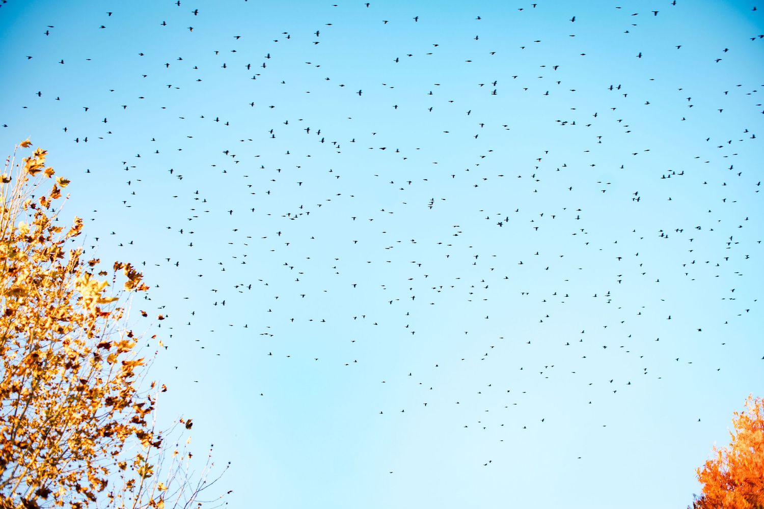 A flock of migrating birds fly across bright blue sky with autumn trees visible in the corner.