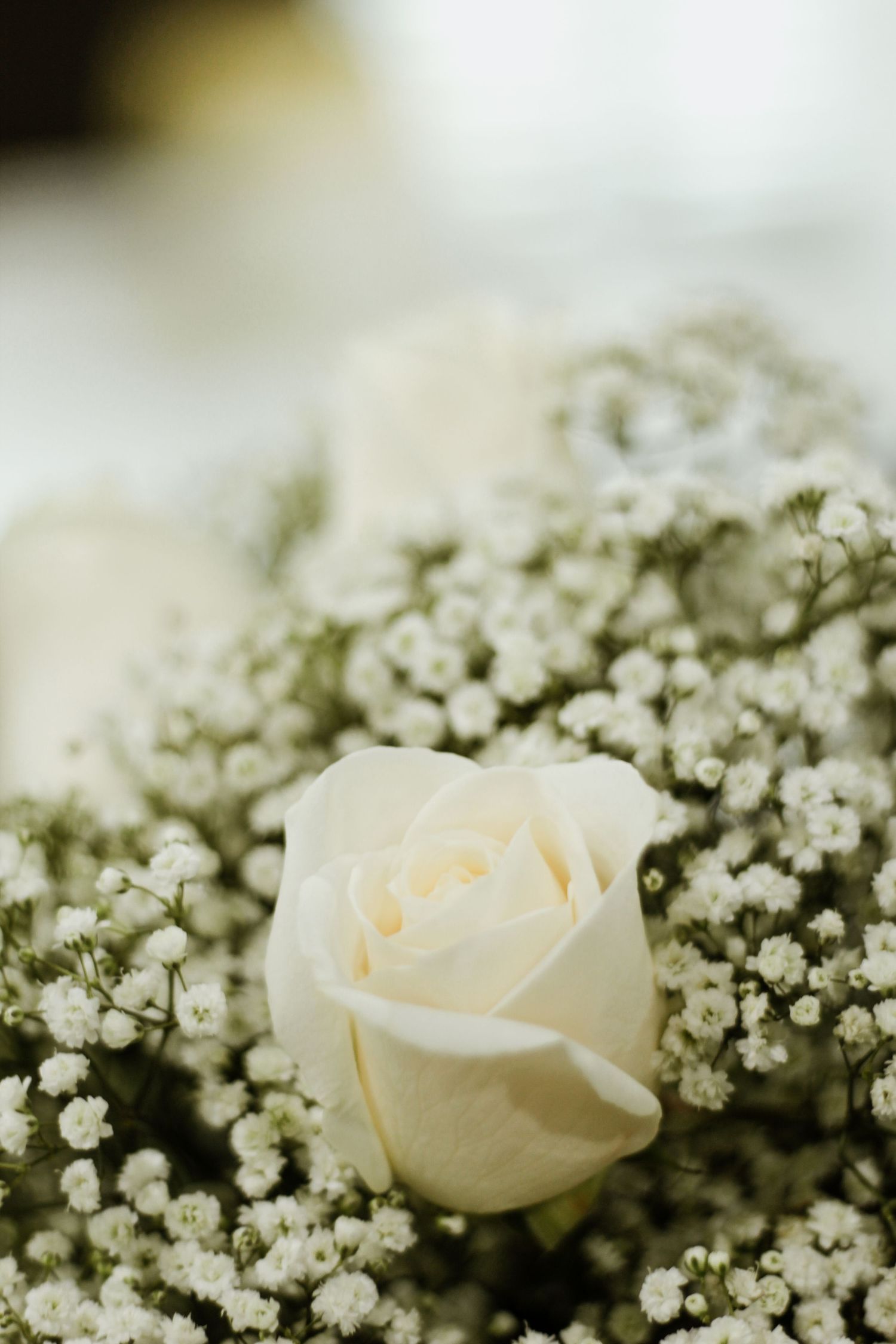 A close-up of a white rose surrounded by delicate baby's breath flowers.