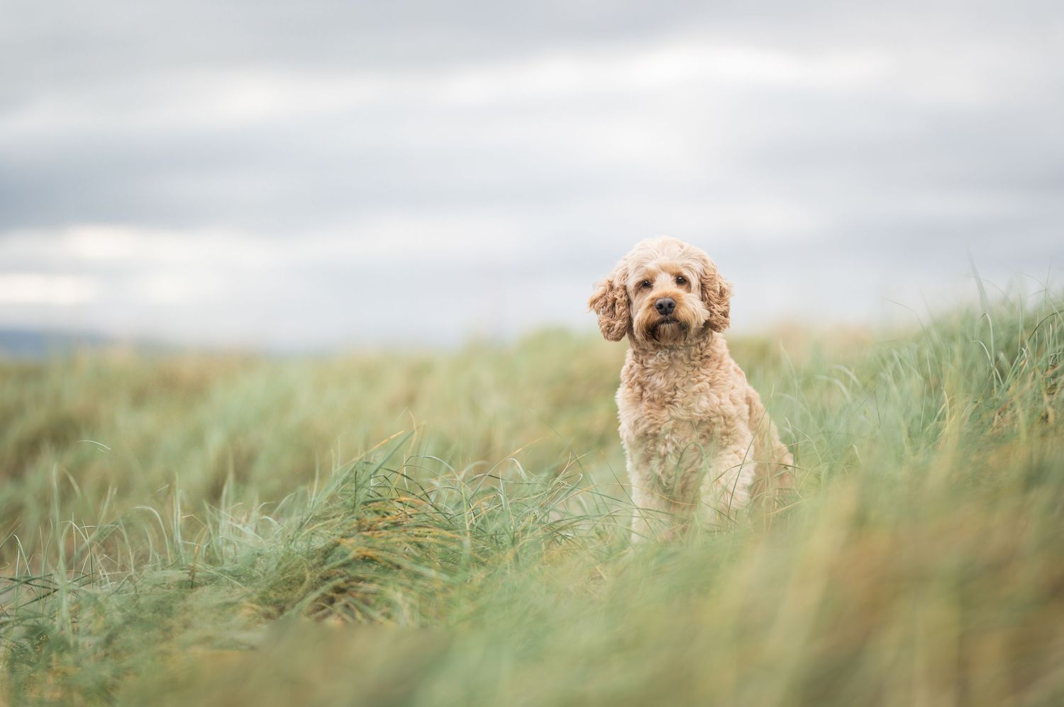 A fluffy golden Cockapoo puppy sitting in tall green grass on a cloudy day in a scenic outdoor field.