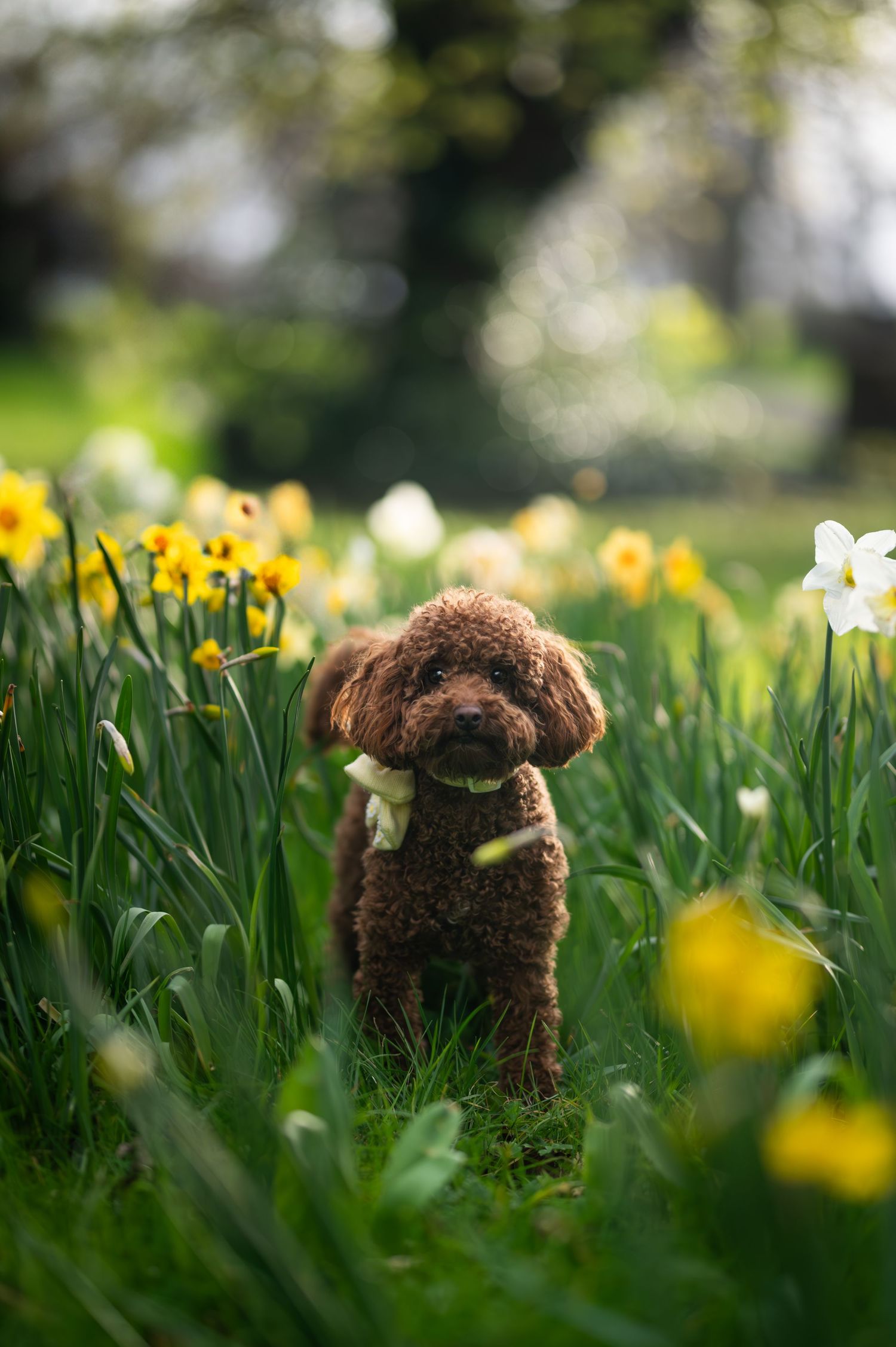 A fluffy brown toy poodle with a white bow sits among yellow and white daffodils in a lush green garden.