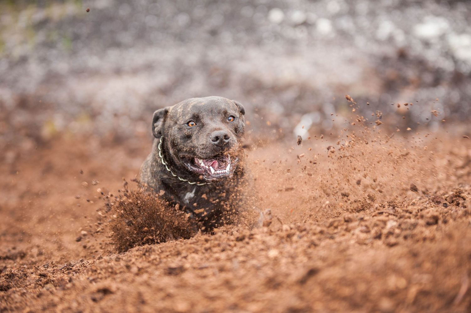 Energetic Staffordshire Bull Terrier running through red dirt, mud splashing around, mouth open in excitement.