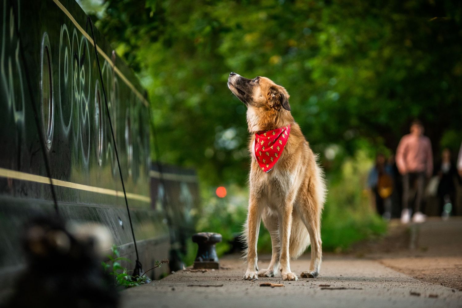 A golden dog wearing a red bandana stands on a sidewalk near a graffiti-covered wall in a green park.