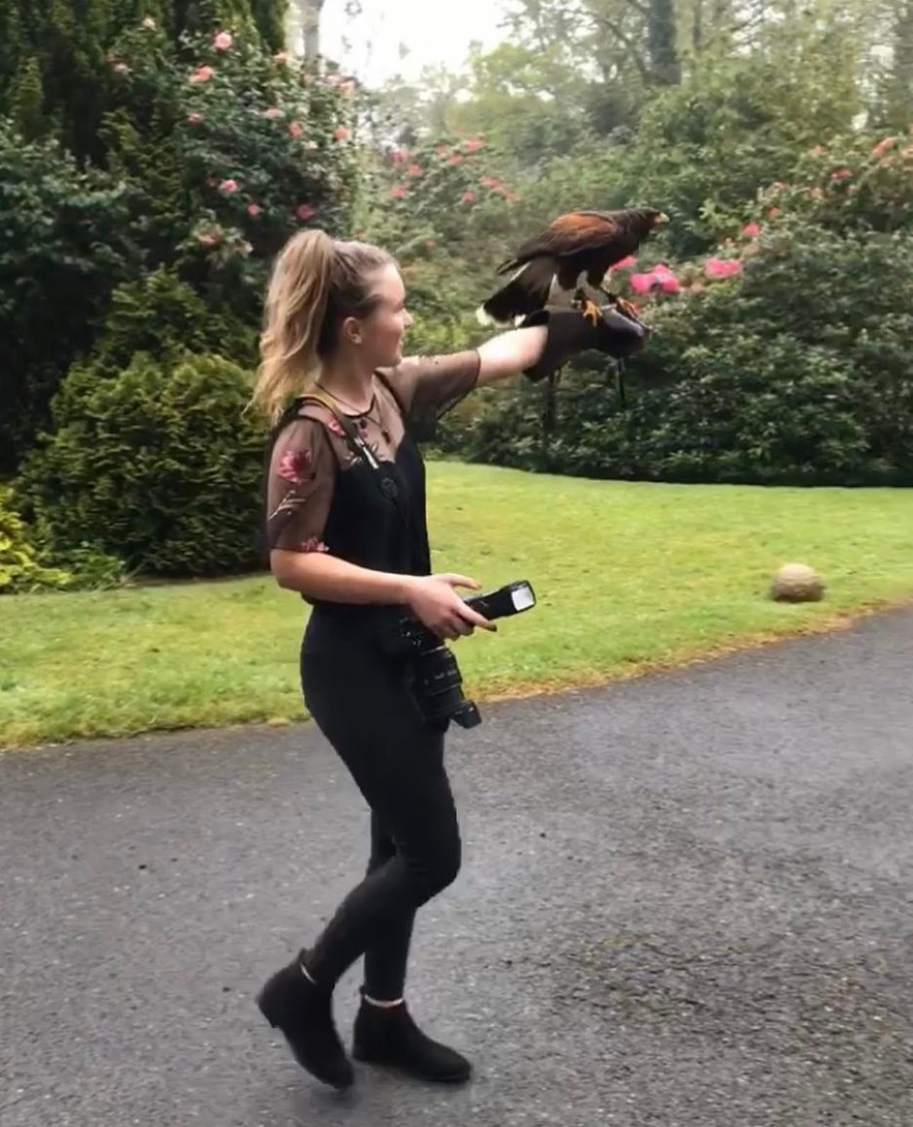 Young woman in black overalls holding a Harris hawk on her gloved hand in a garden while photographing a wedding day
