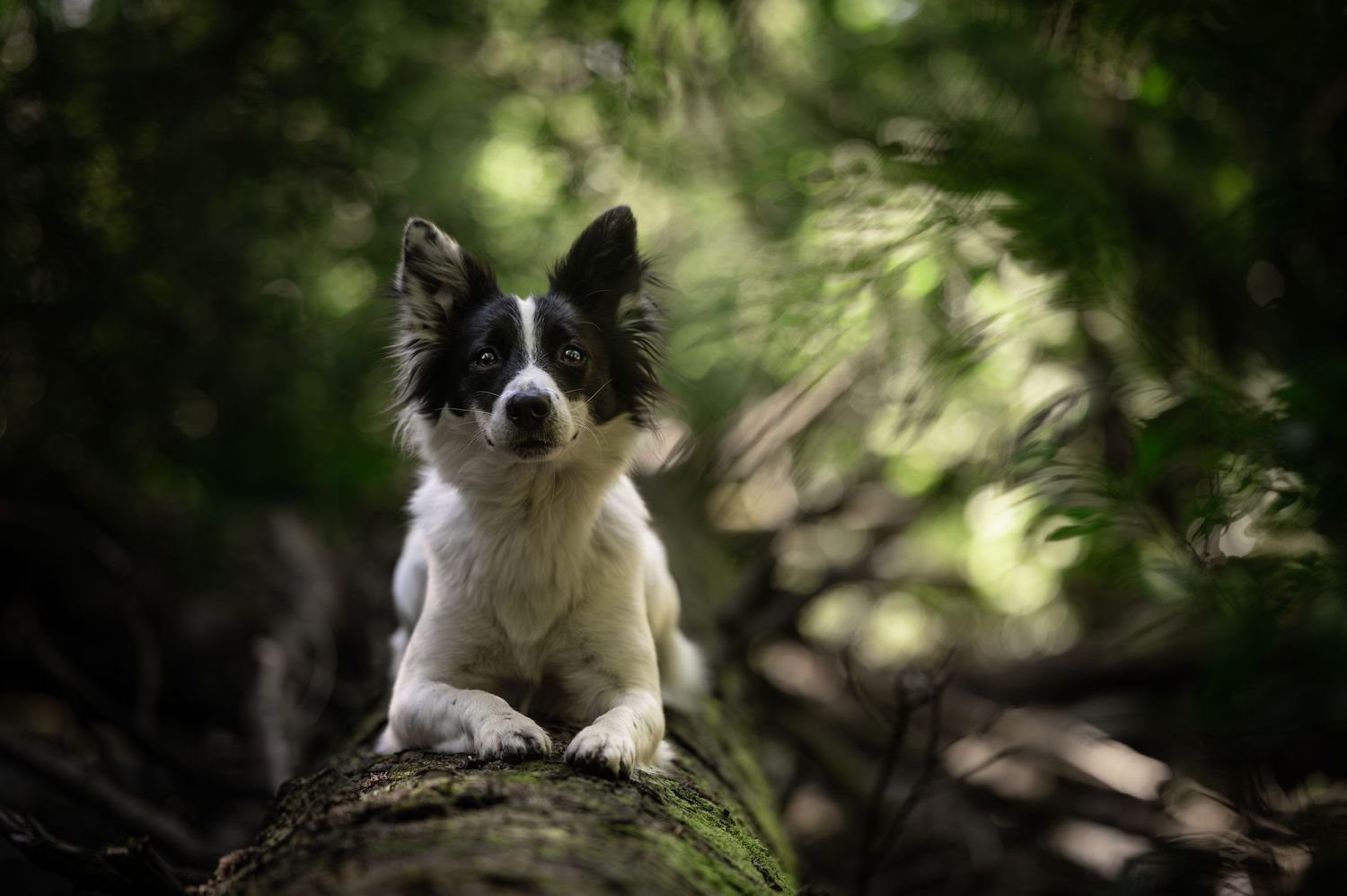 Black and white Border Collie dog perched on a mossy log in a lush green forest setting.