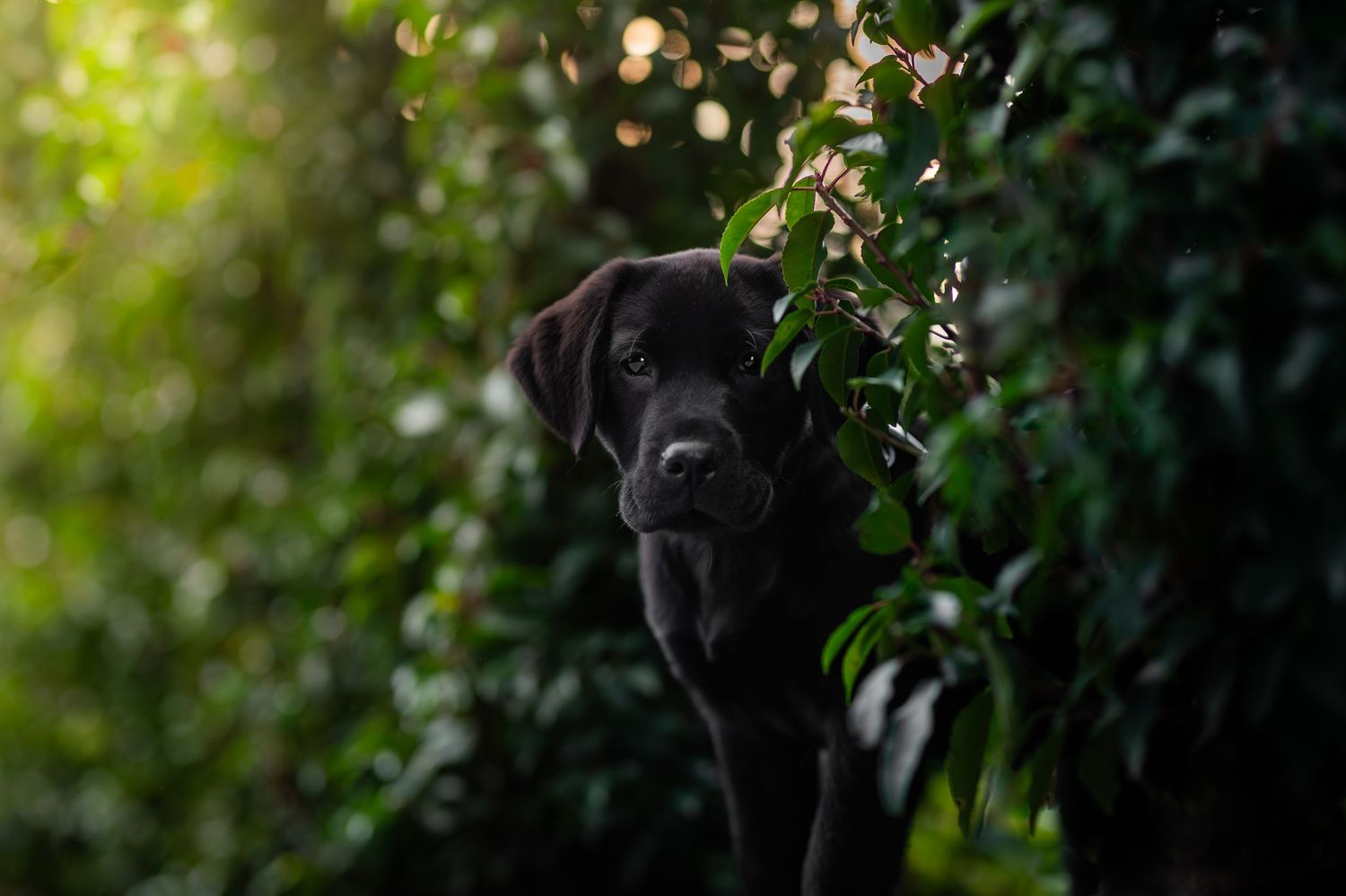 A black Labrador puppy peering through lush green foliage in soft natural outdoor lighting.