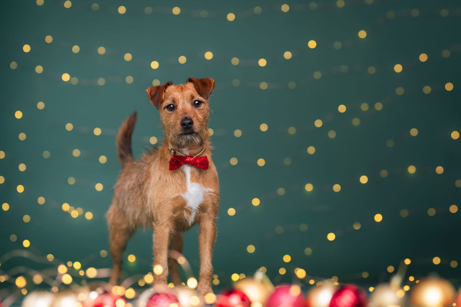 A small brown dog wearing a red bow tie poses in front of a festive green background with golden bokeh lights and holiday ornaments.