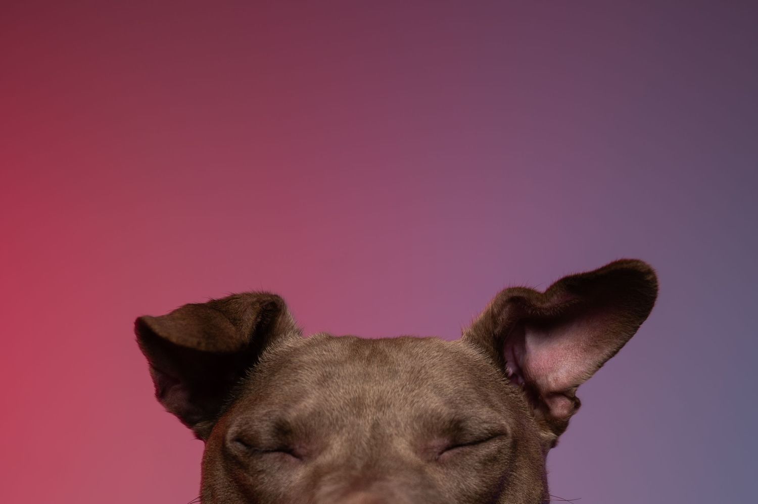 Close-up of a brown dog's ears and closed eyes against a colorful pink and purple gradient.