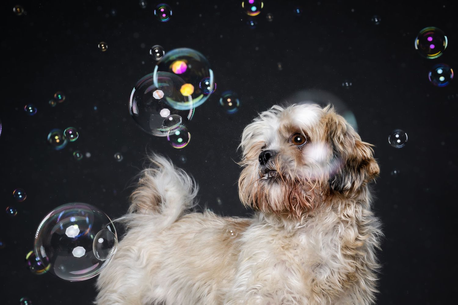 A fluffy Cavapoo dog surrounded by floating soap bubbles against a dark background.