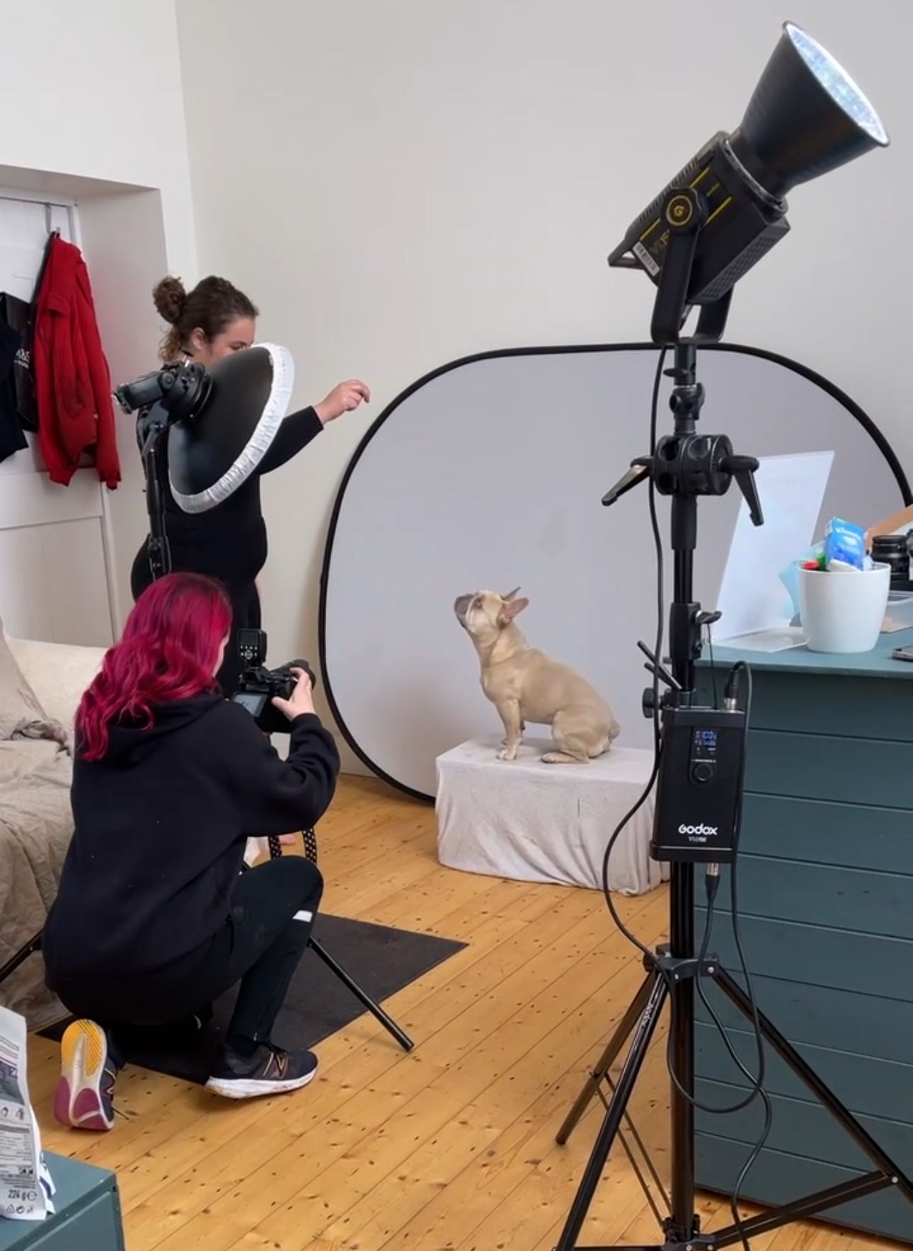 A pet photographer capturing a French Bulldog during a professional studio photo shoot with lighting equipment.